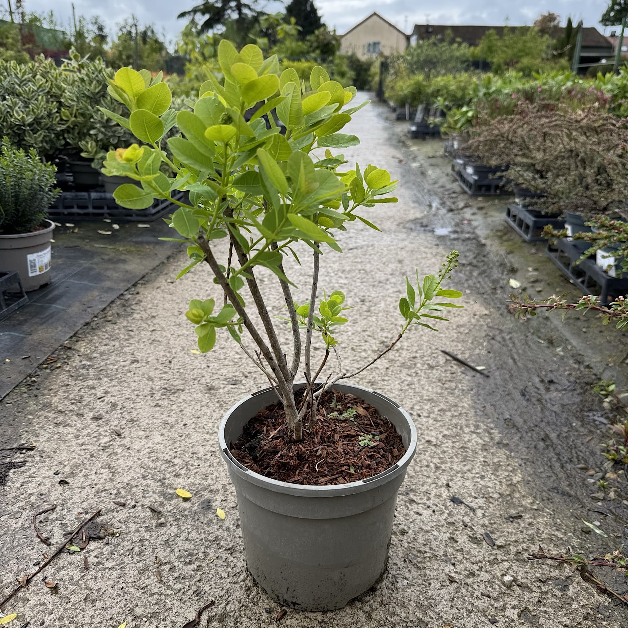 Cotinus coggygria 'Young Lady'