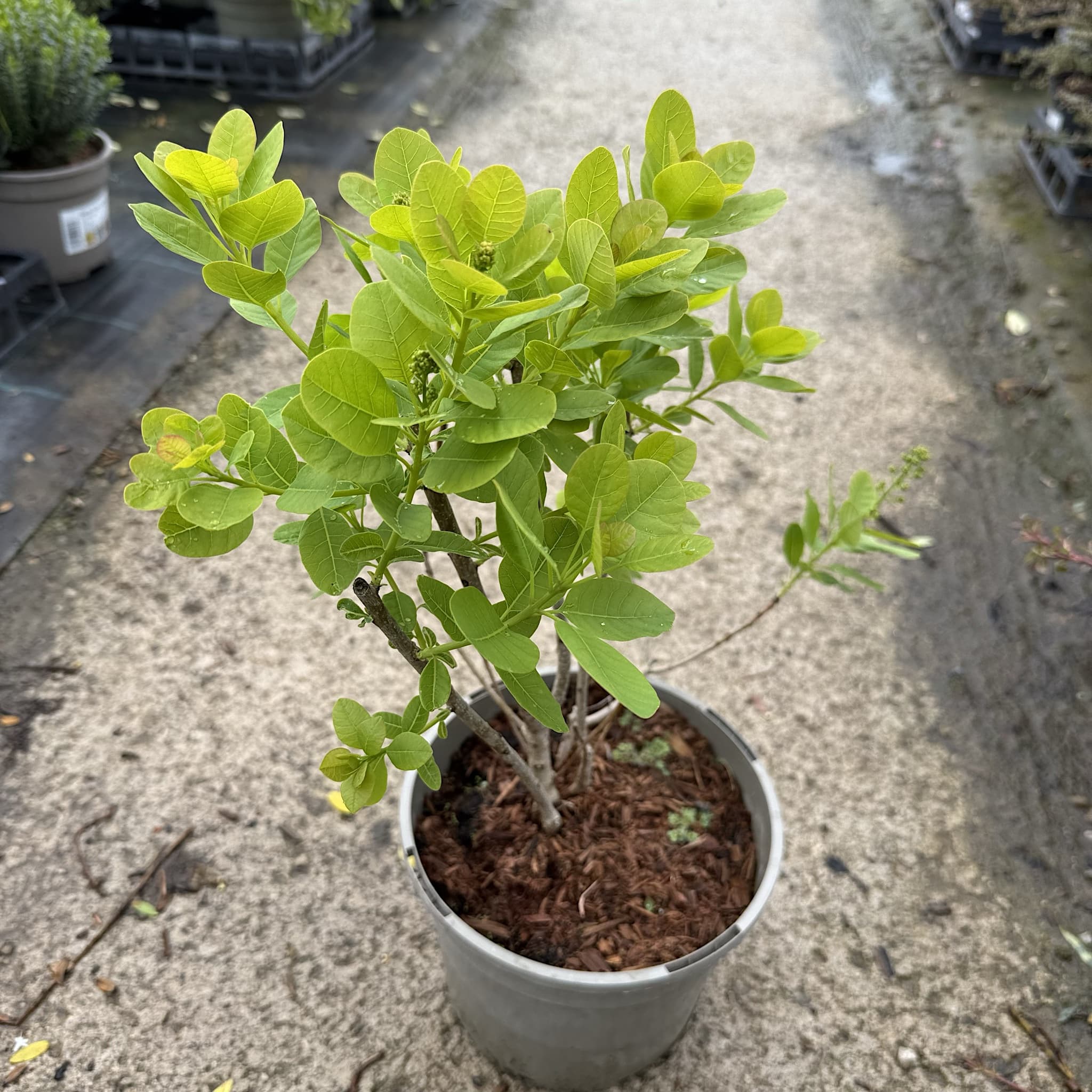 Cotinus coggygria 'Young Lady'