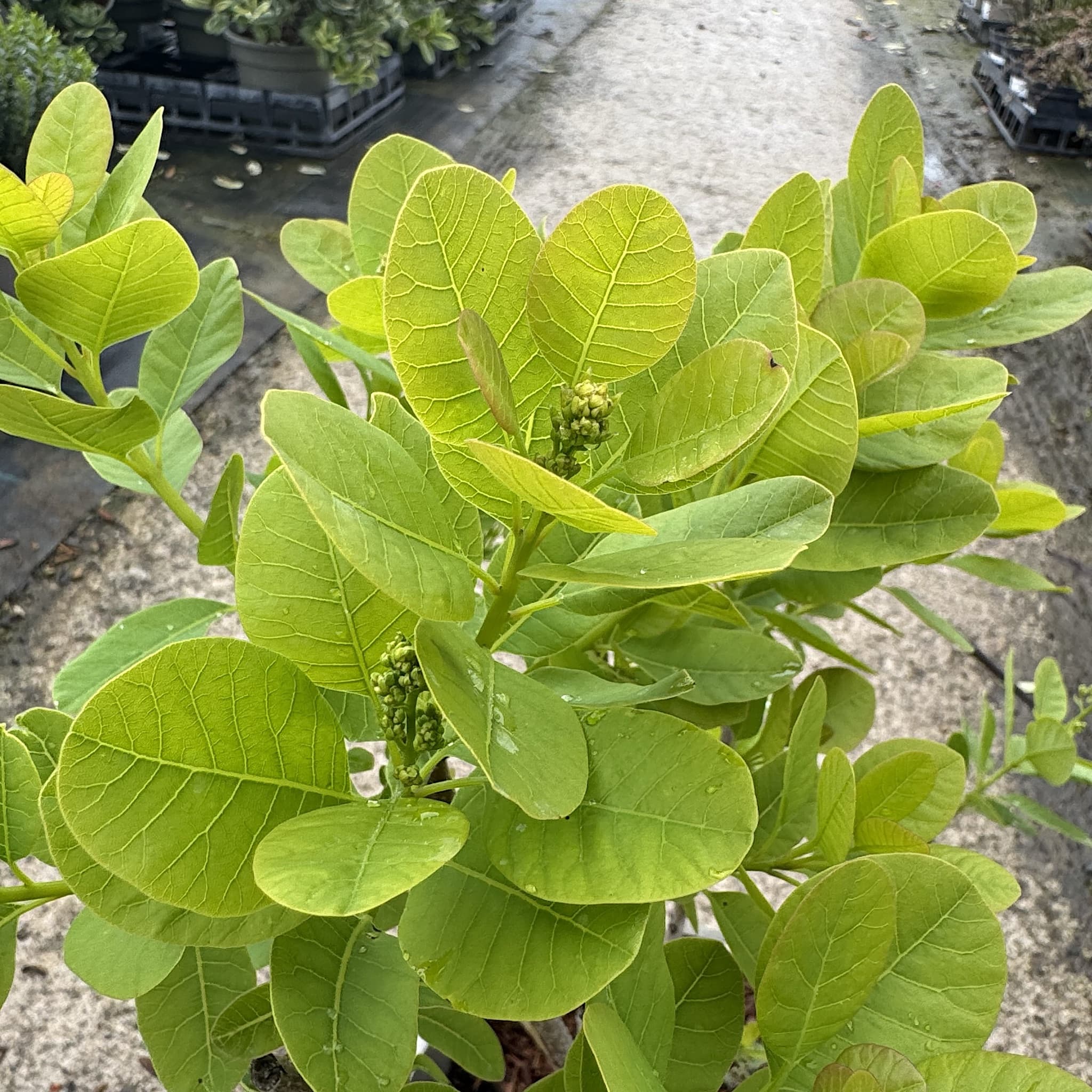 Cotinus coggygria 'Young Lady'