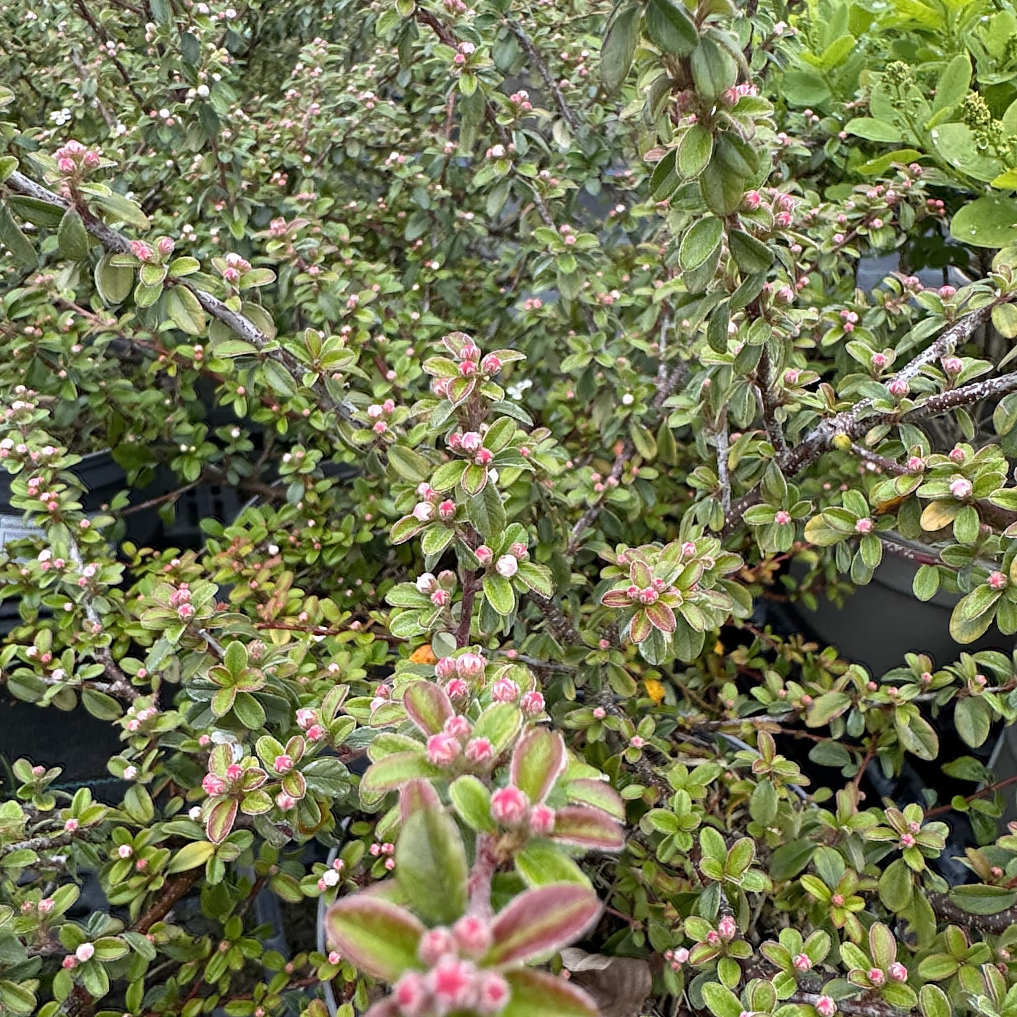 Cotoneaster 'Coral Beauty'