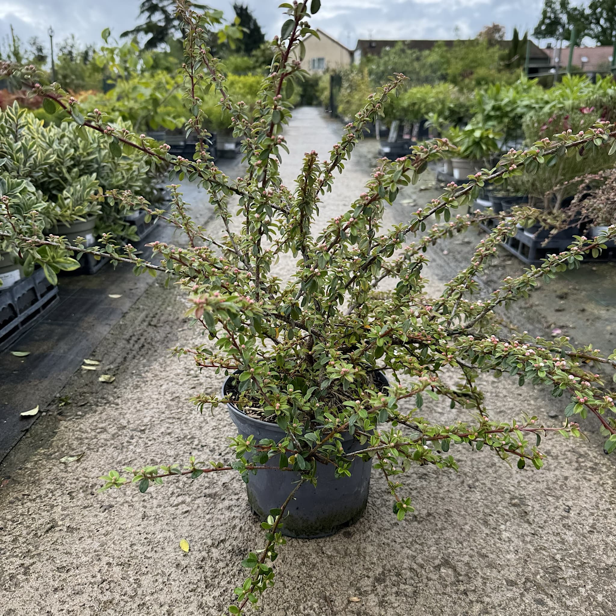 Cotoneaster 'Coral Beauty'