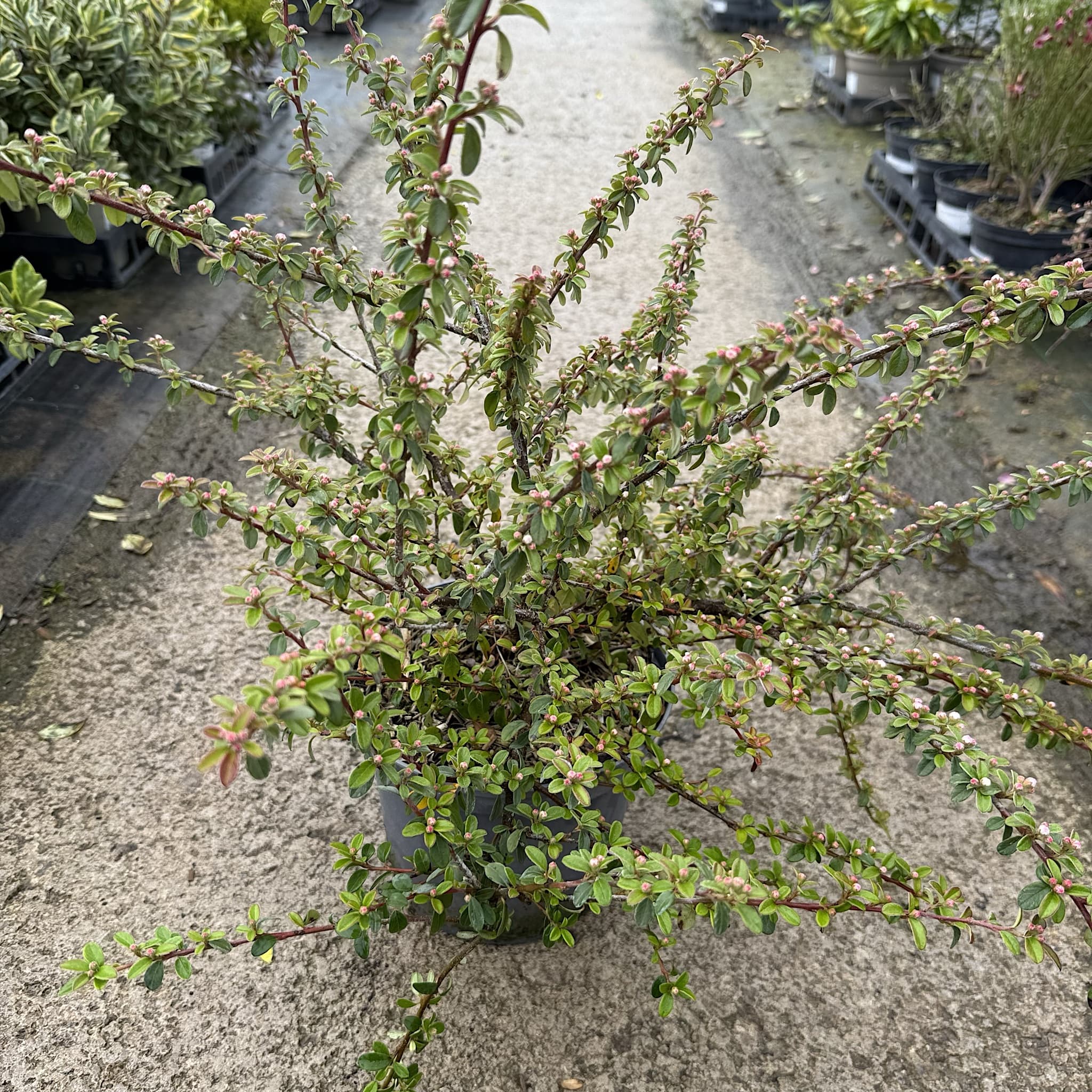 Cotoneaster 'Coral Beauty'