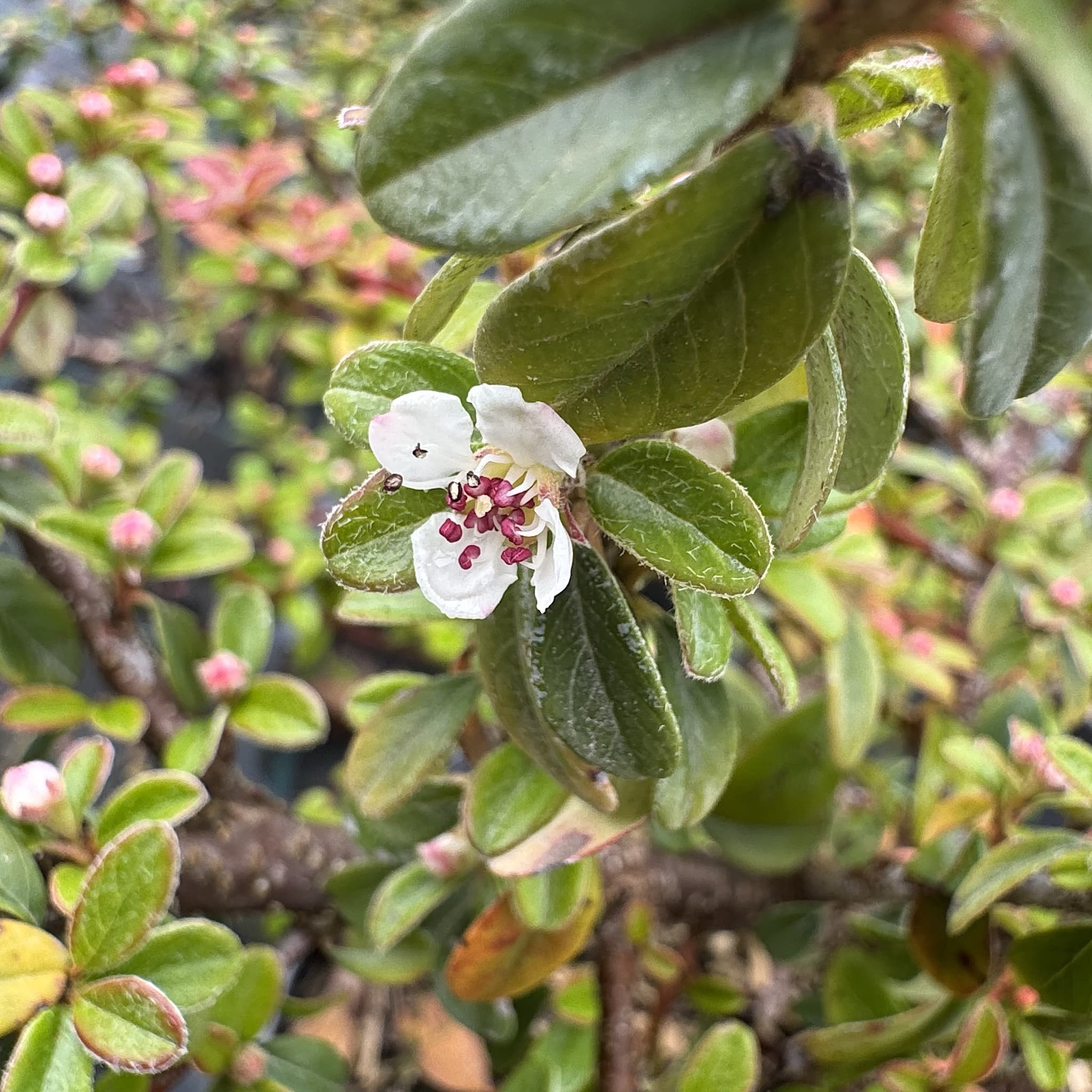 Cotoneaster 'Coral Beauty'