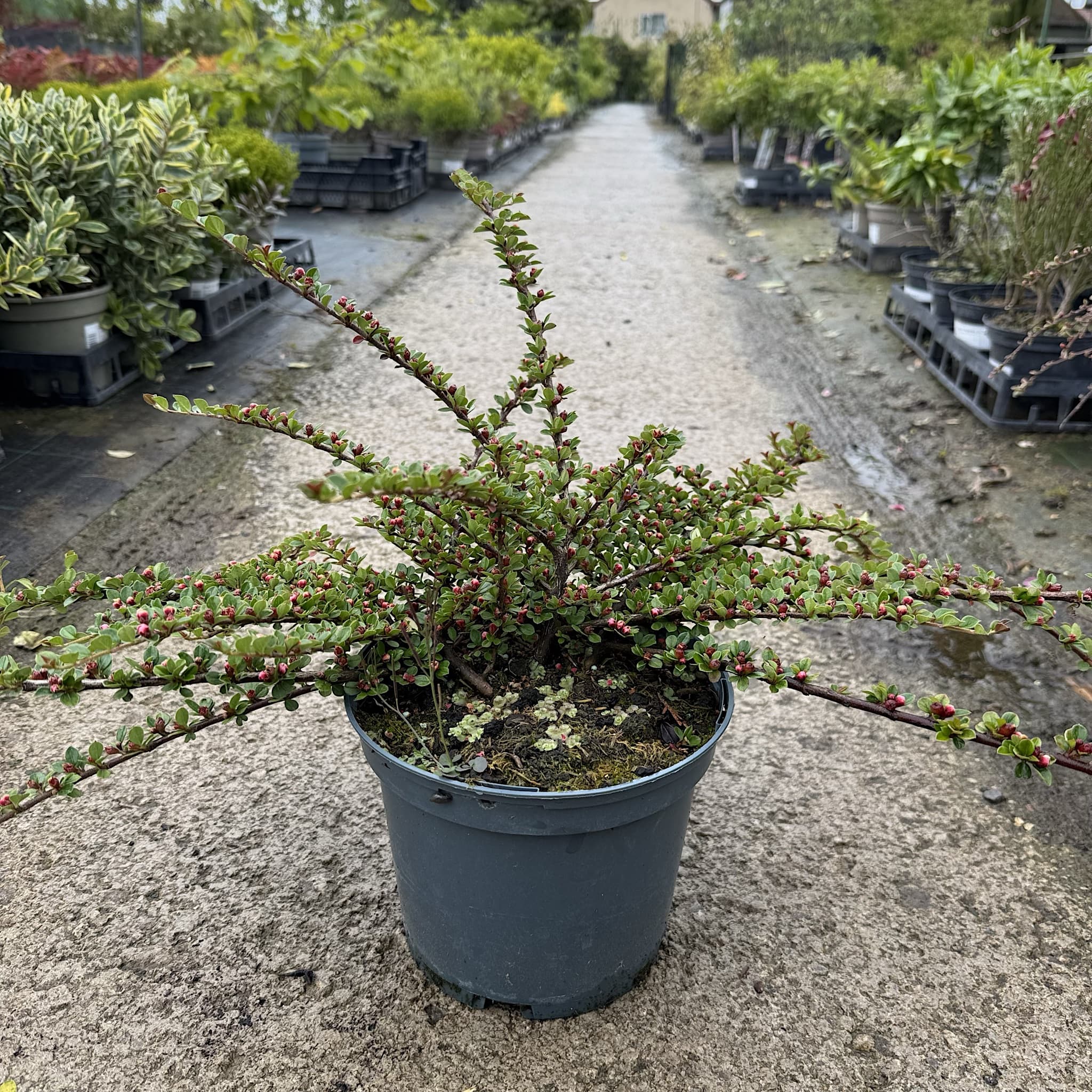 Cotoneaster horizontalis