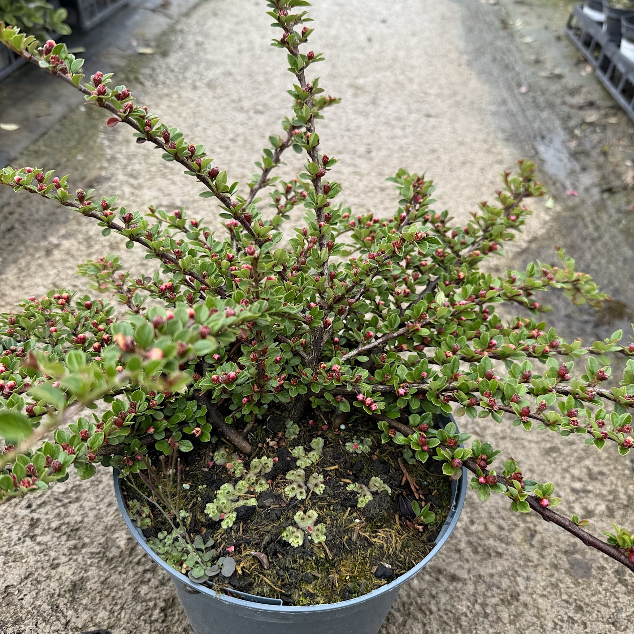 Cotoneaster horizontalis
