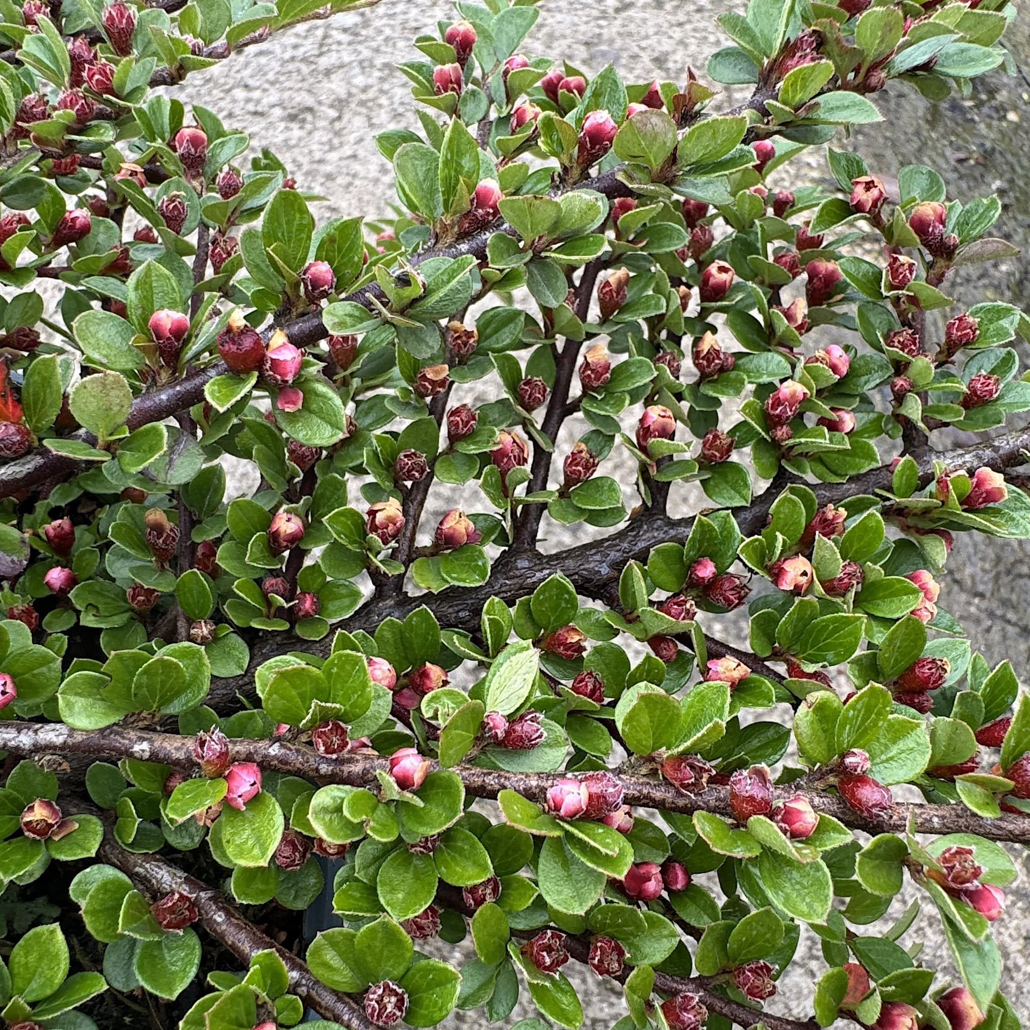 Cotoneaster horizontalis