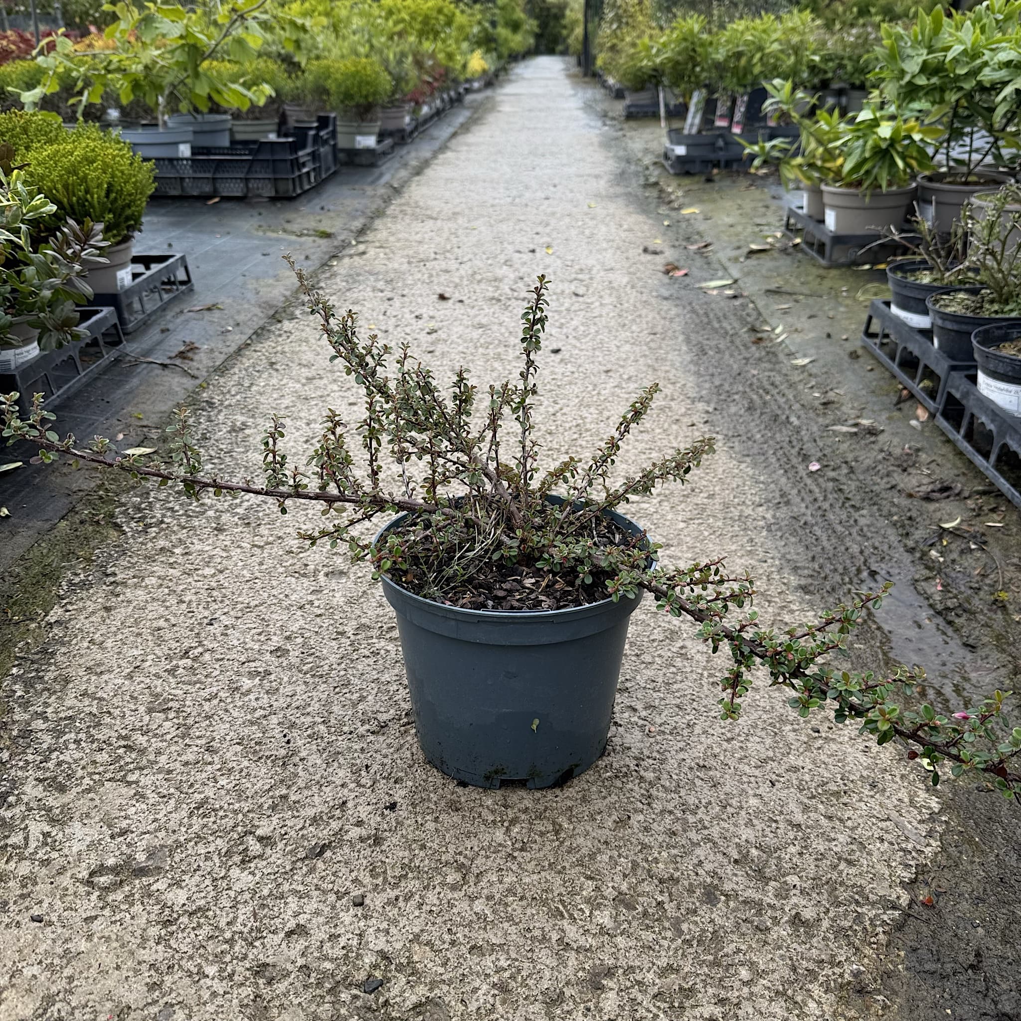 Cotoneaster microphyllus