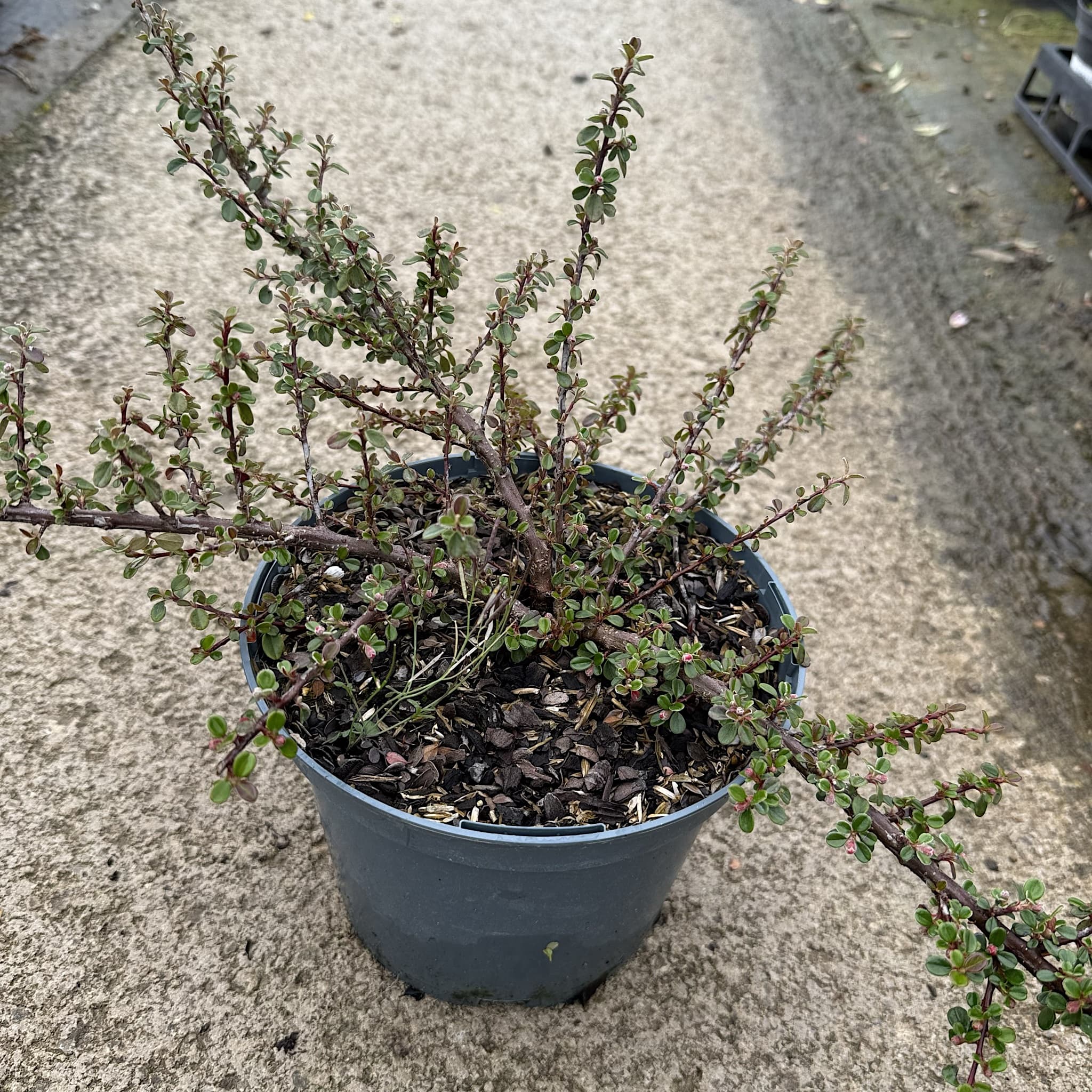 Cotoneaster microphyllus