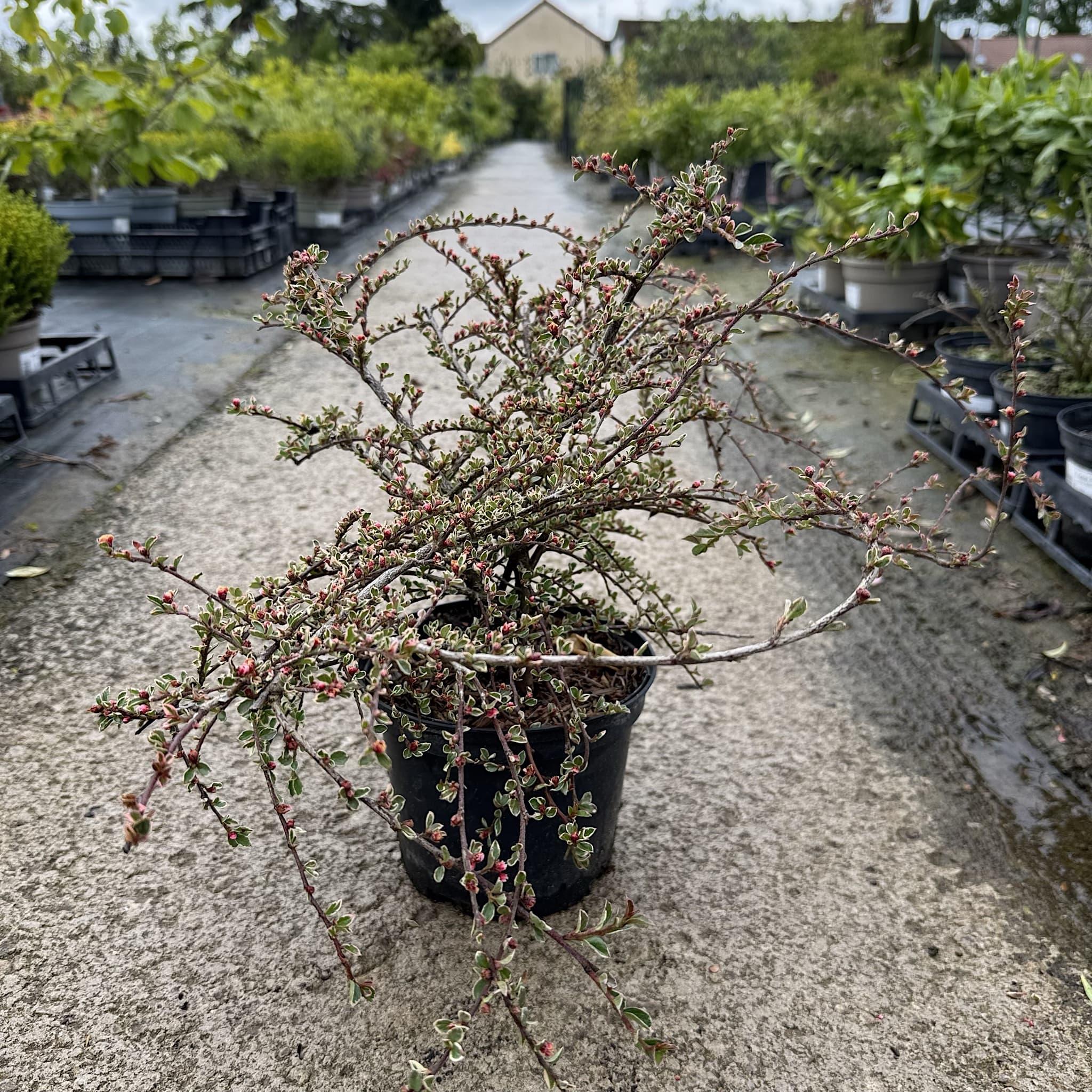 Cotoneaster horizontalis 'Variegatus'