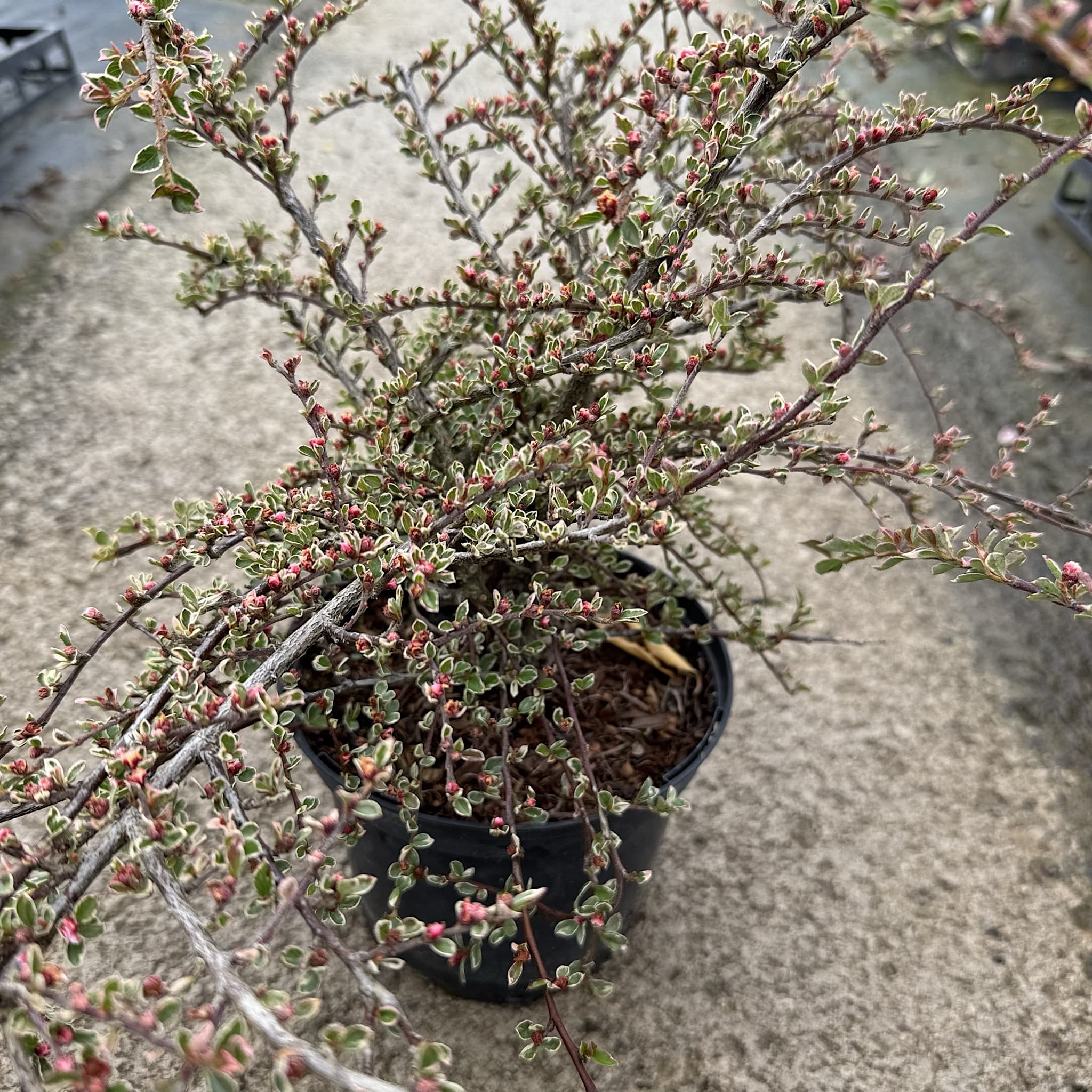 Cotoneaster horizontalis 'Variegatus'