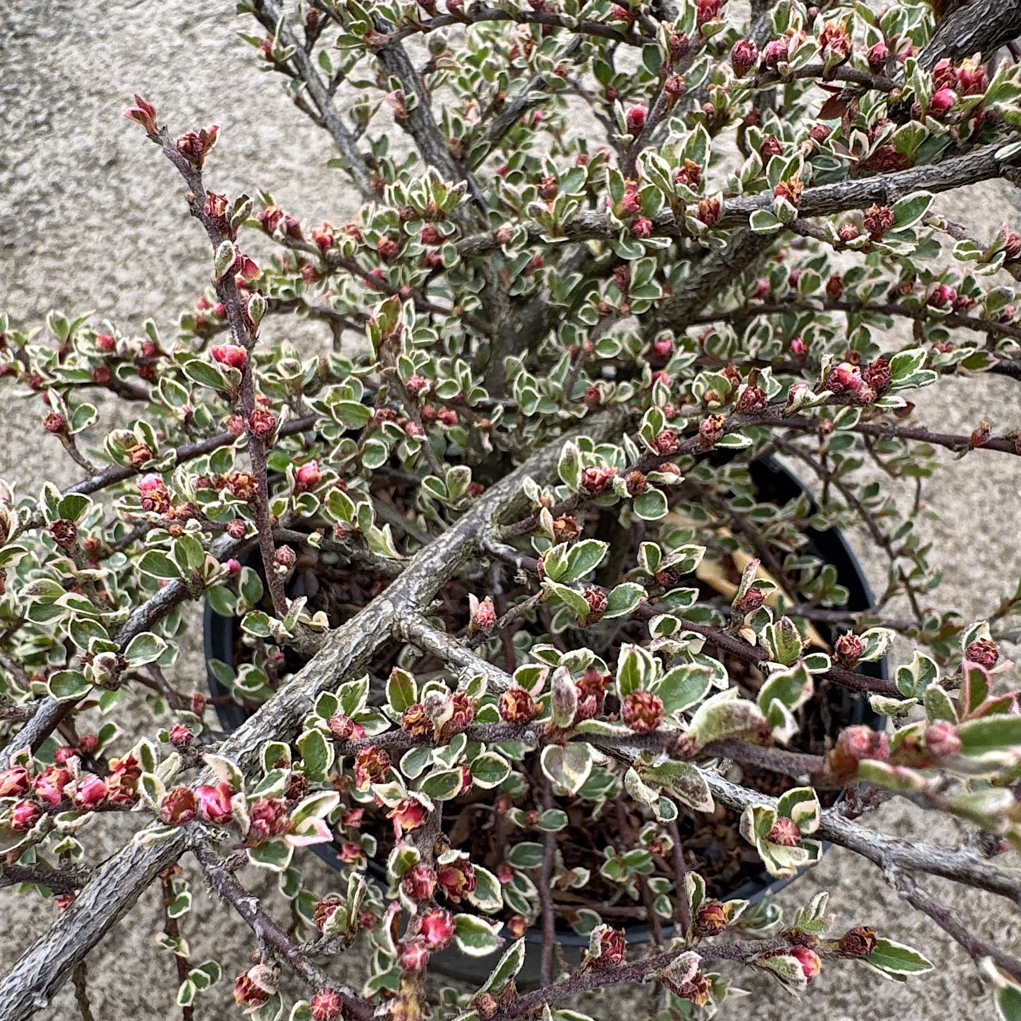 Cotoneaster horizontalis 'Variegatus'