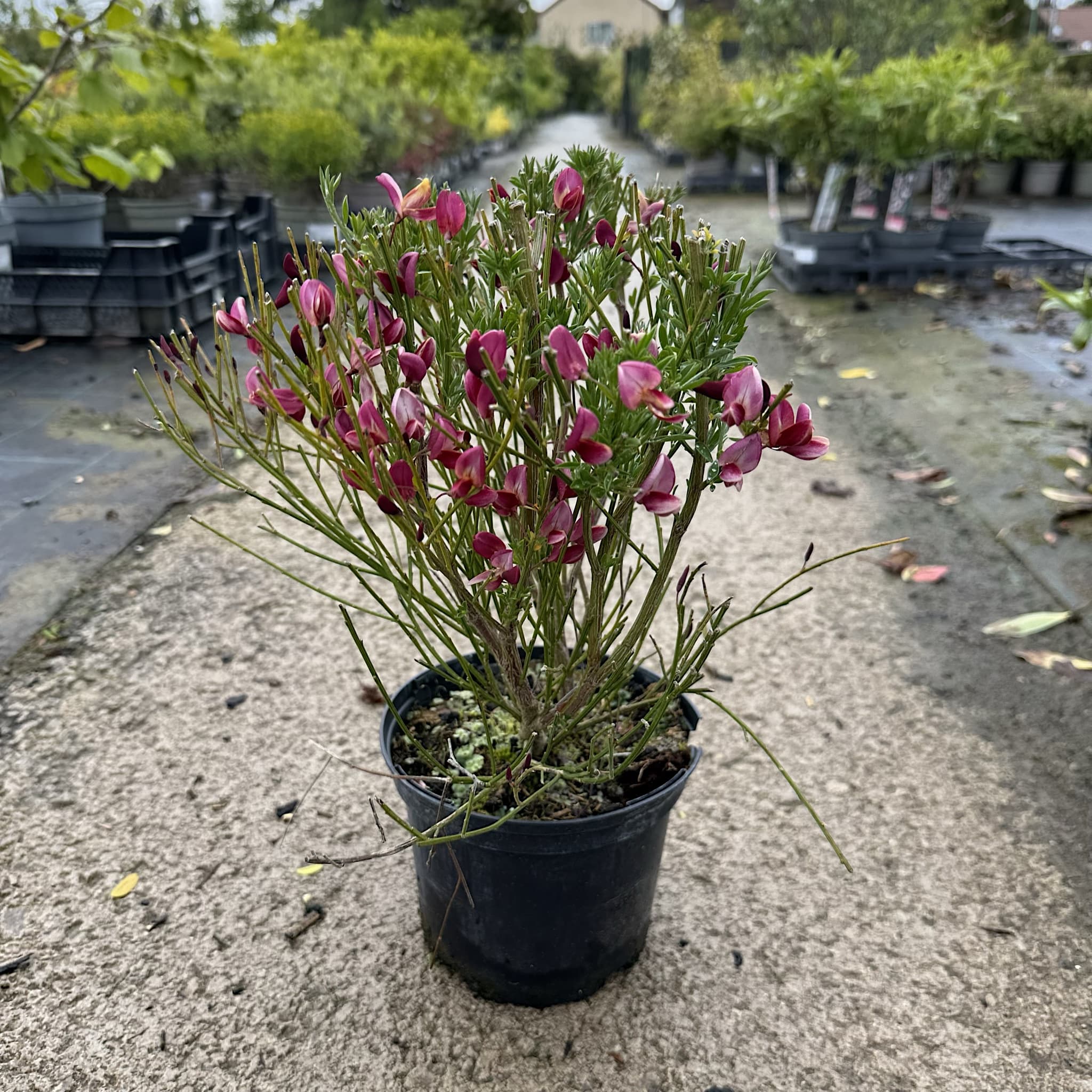 Cytisus 'Hollandia'