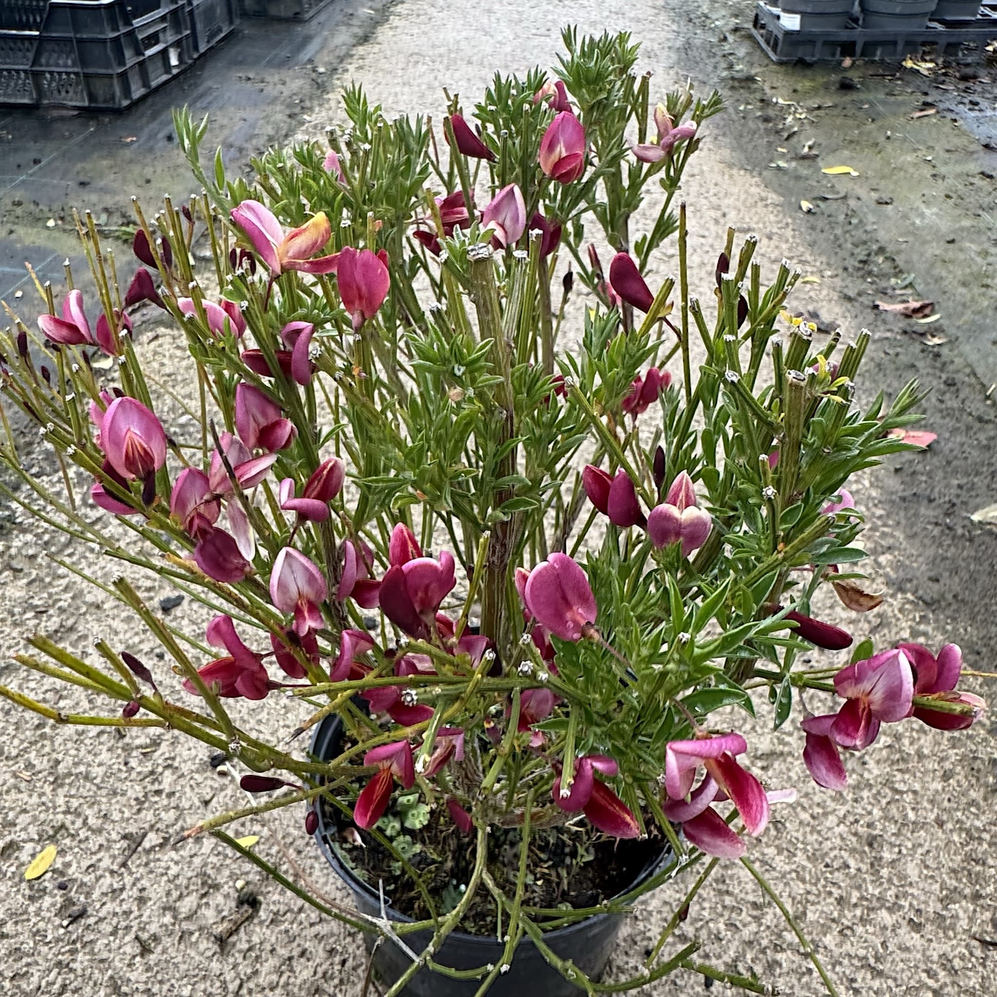 Cytisus 'Hollandia'
