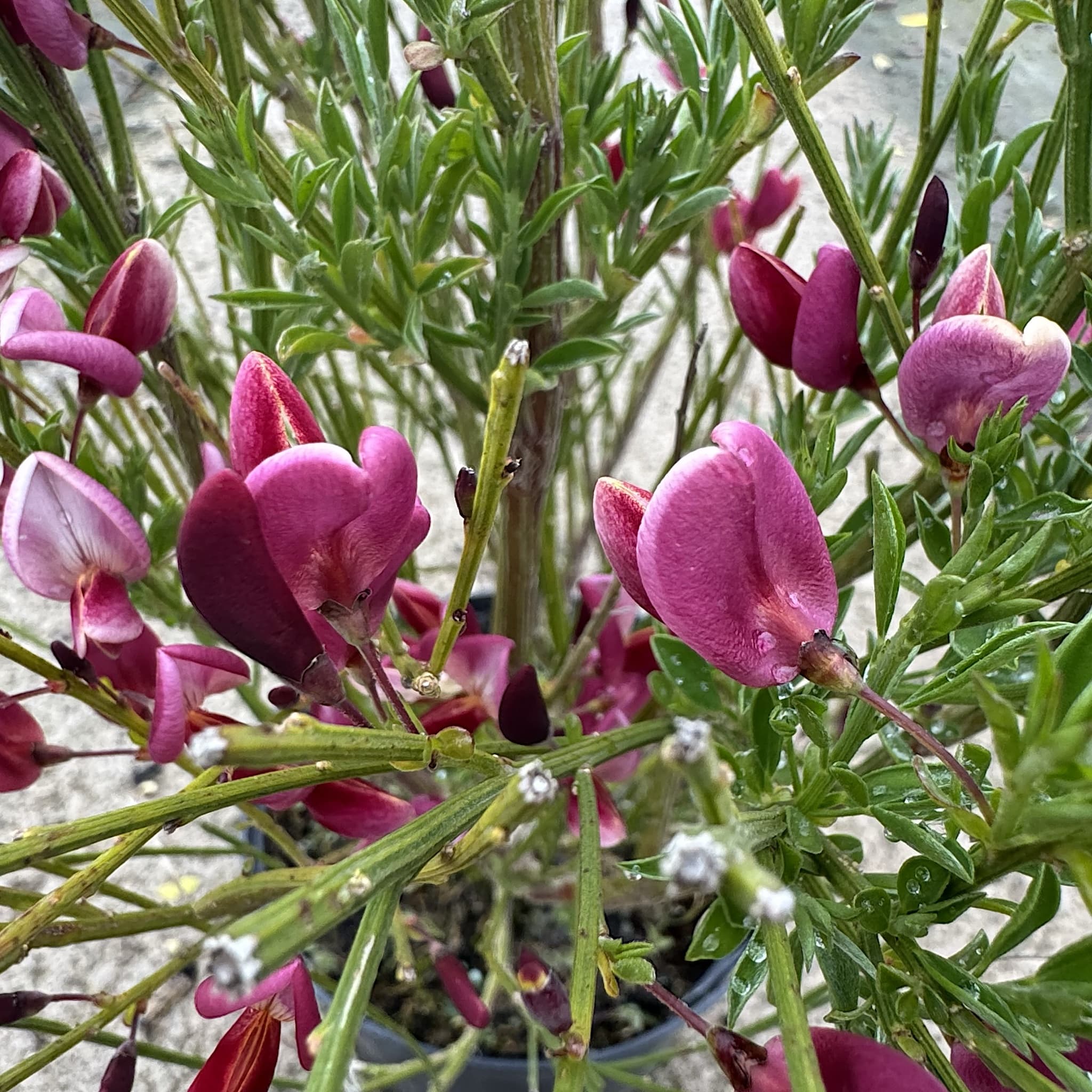 Cytisus 'Hollandia'