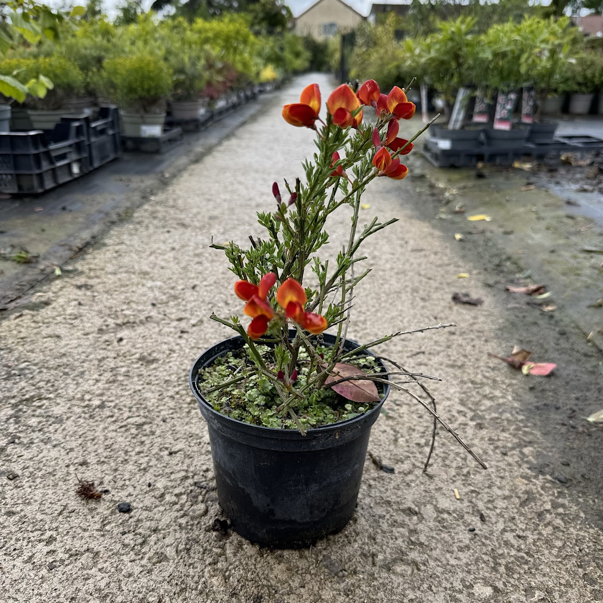 Cytisus 'Lena'
