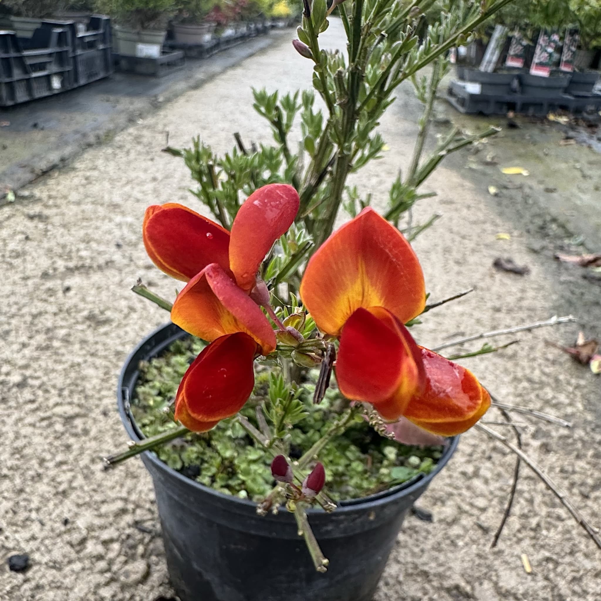 Cytisus 'Lena'