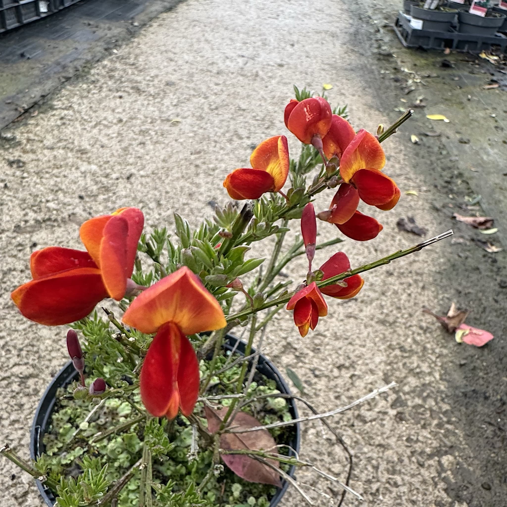 Cytisus 'Lena'
