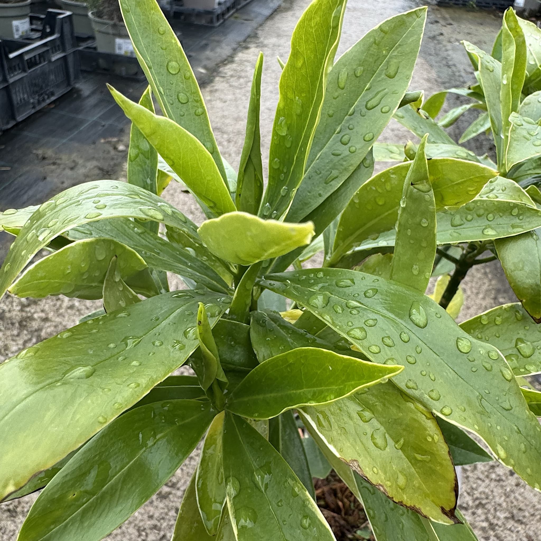 Daphne odora 'Aureomarginata'