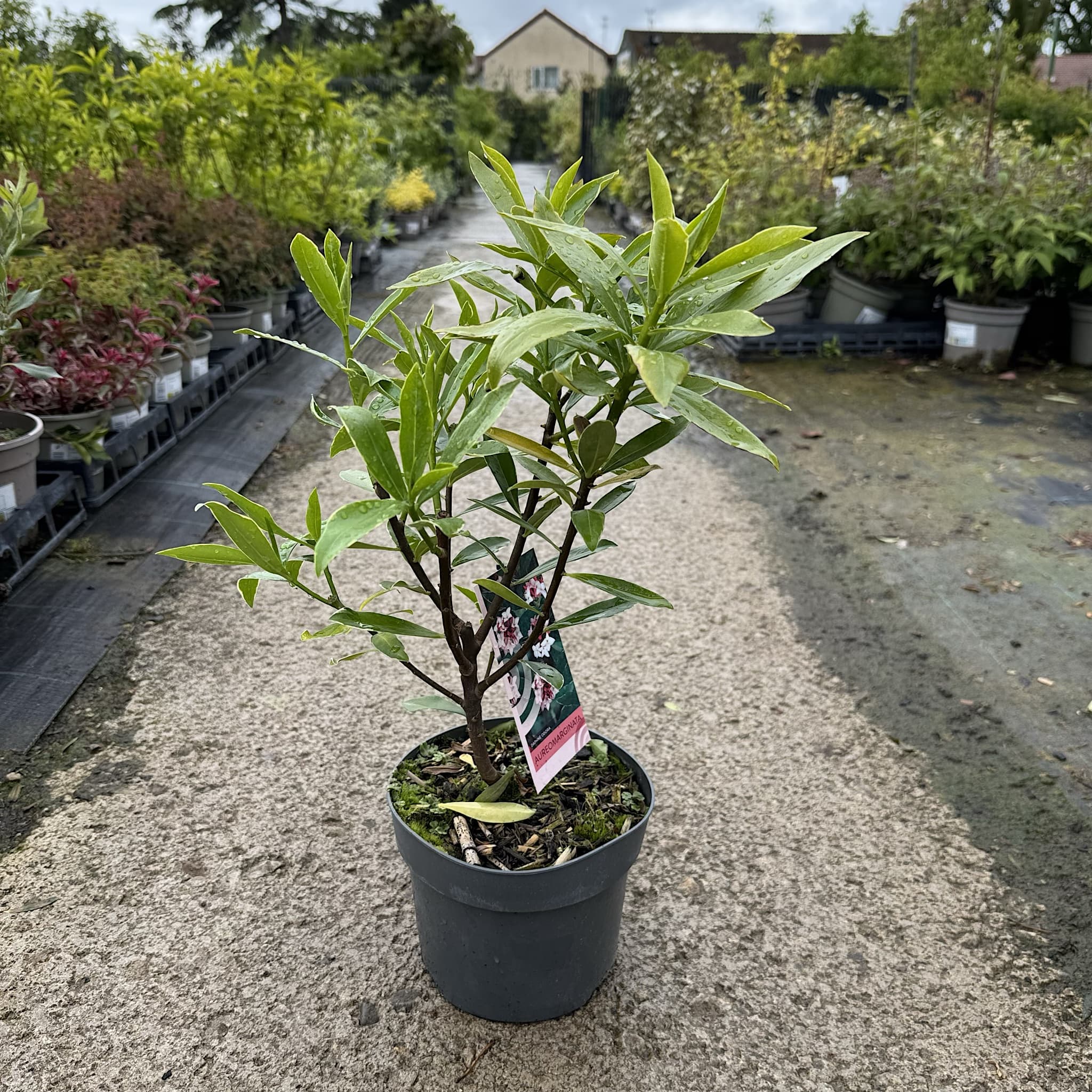 Daphne odora 'Aureomarginata'