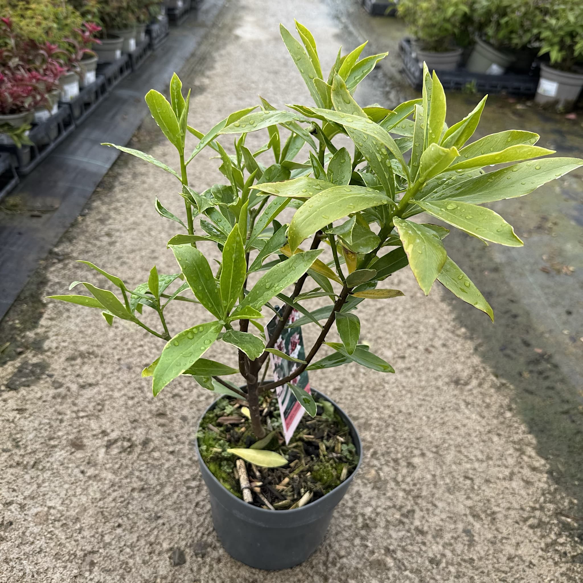Daphne odora 'Aureomarginata'