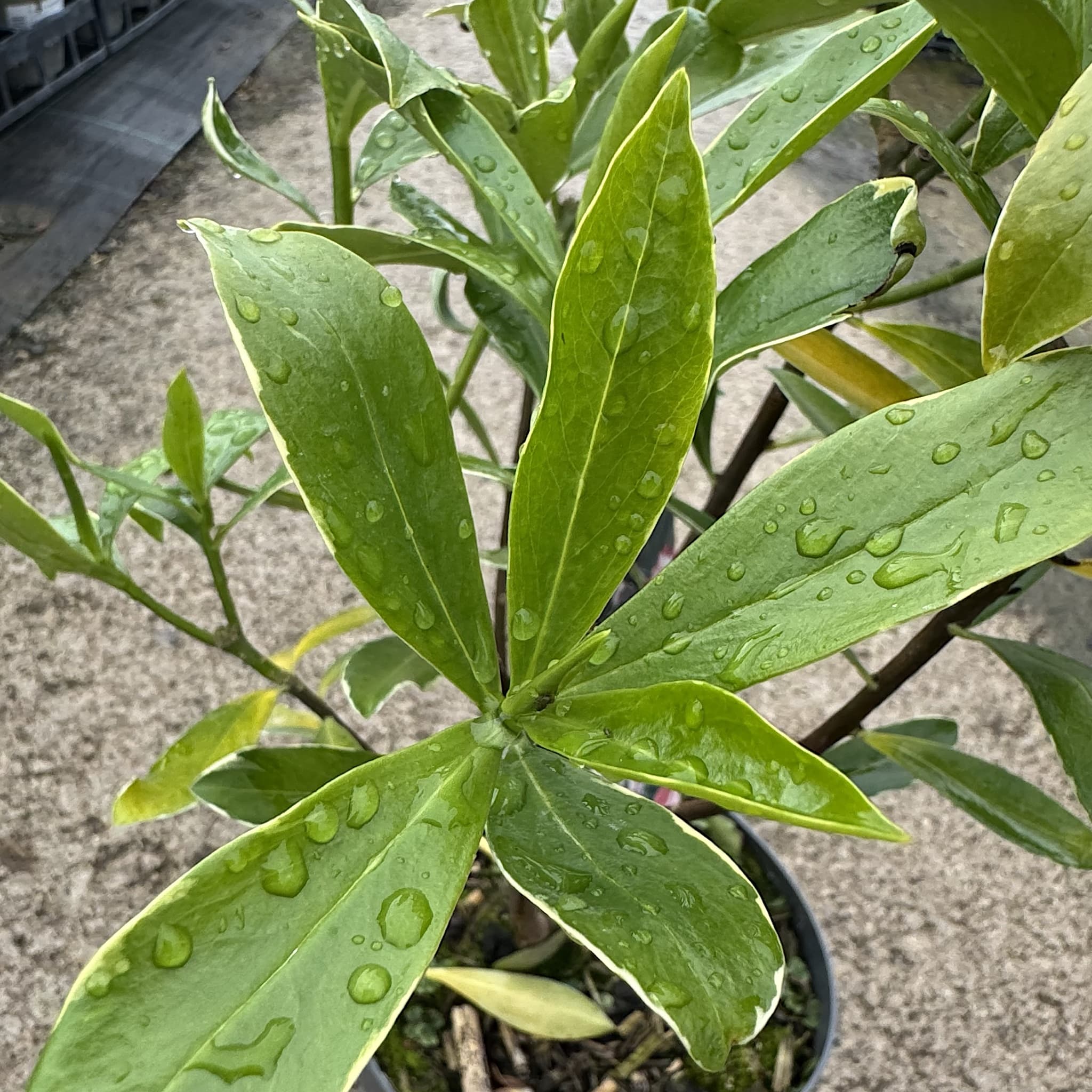 Daphne odora 'Aureomarginata'