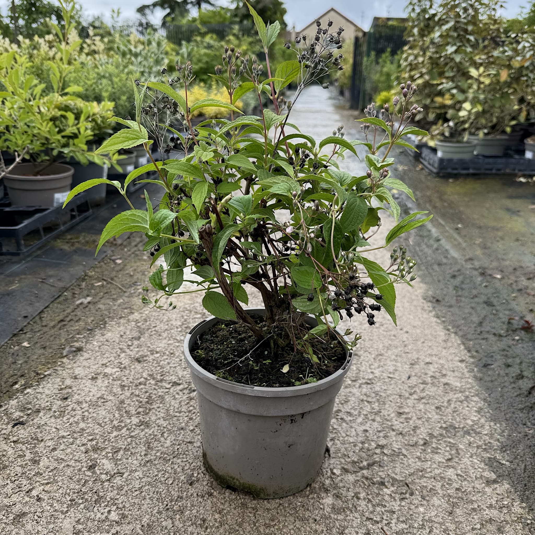 Deutzia hybrida 'Mont Rose'