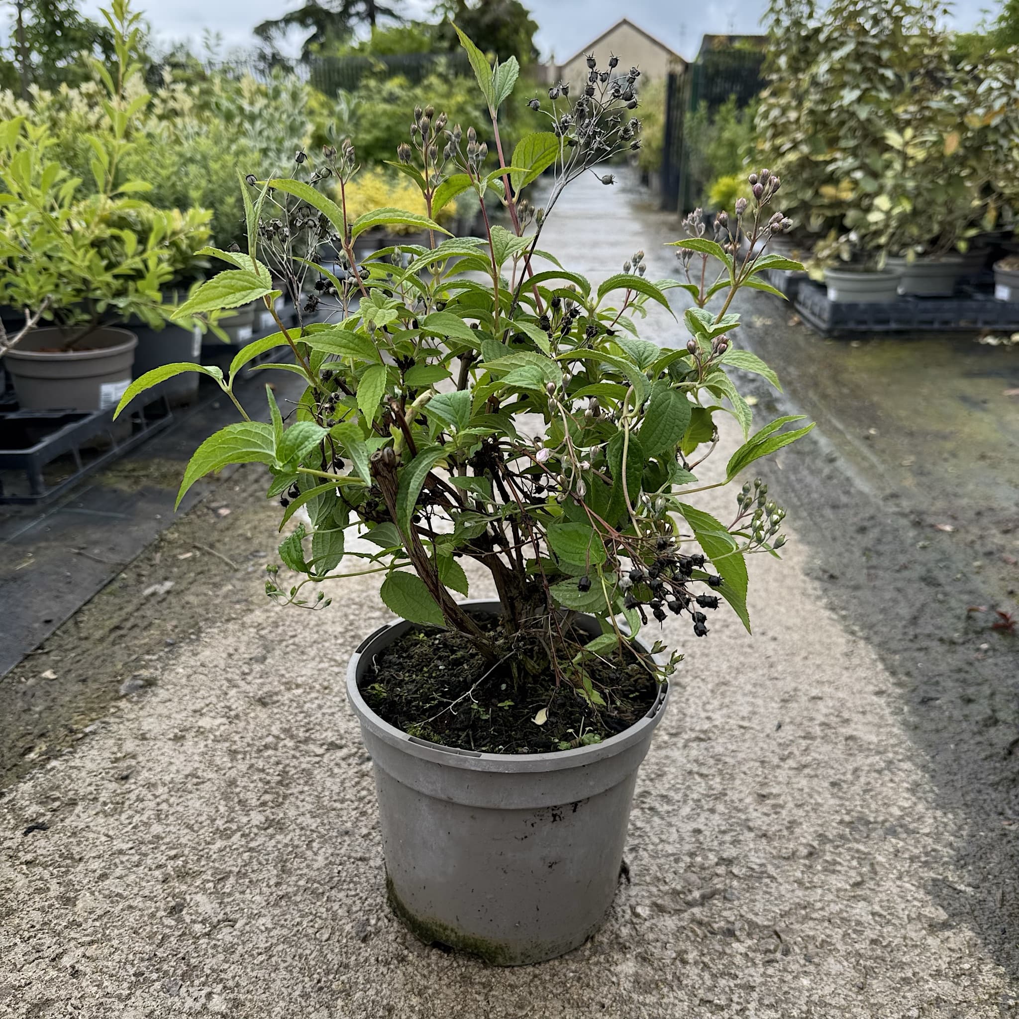Deutzia hybrida 'Mont Rose'