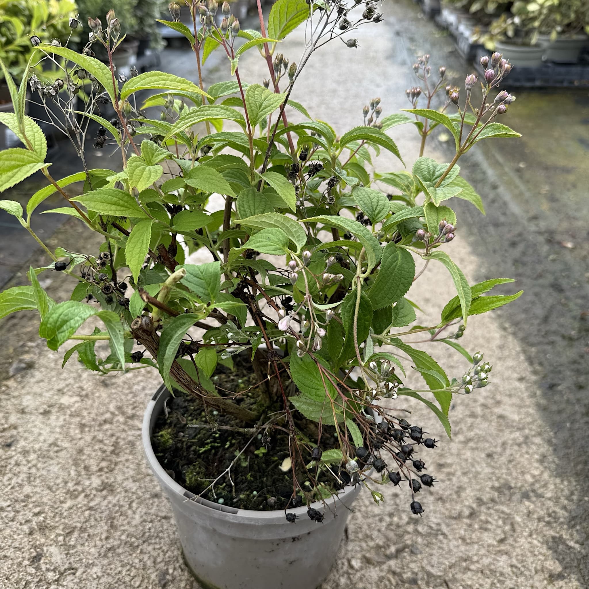 Deutzia hybrida 'Mont Rose'