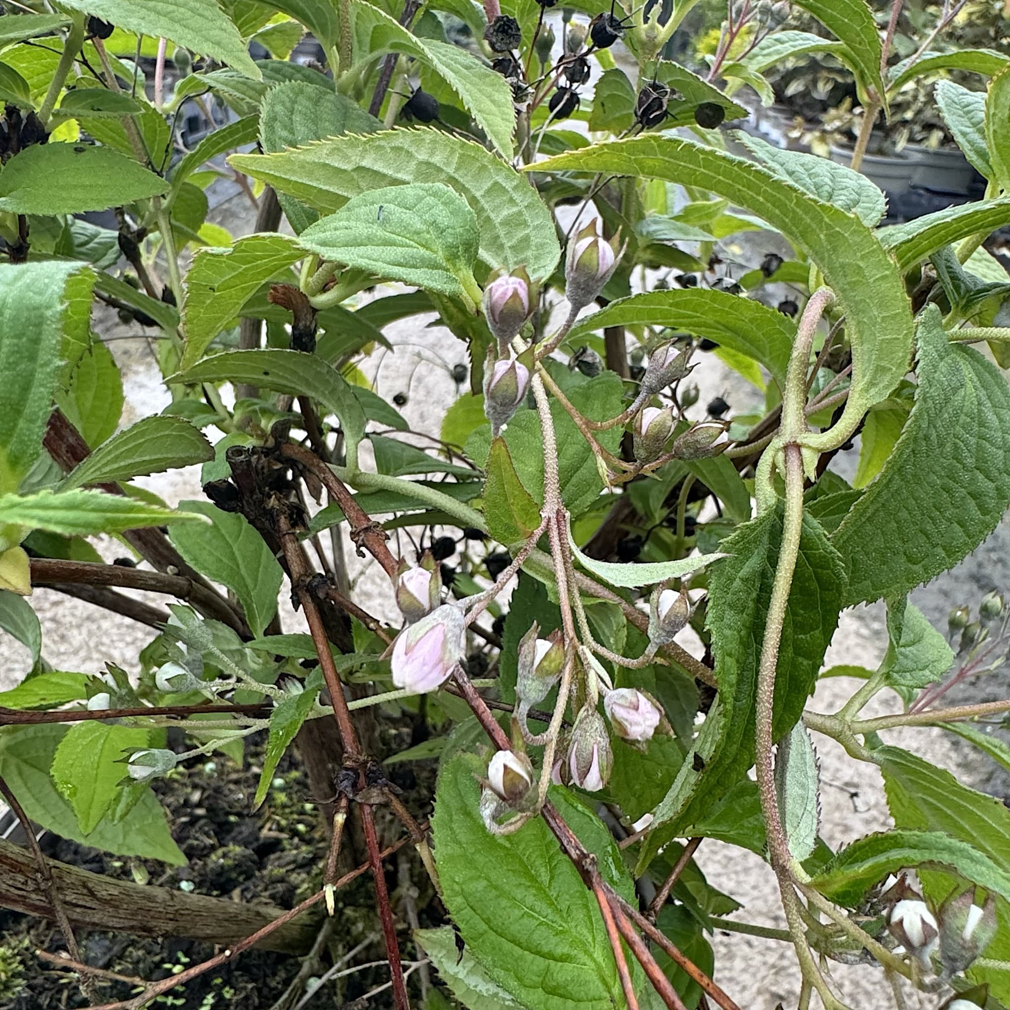Deutzia hybrida 'Mont Rose'