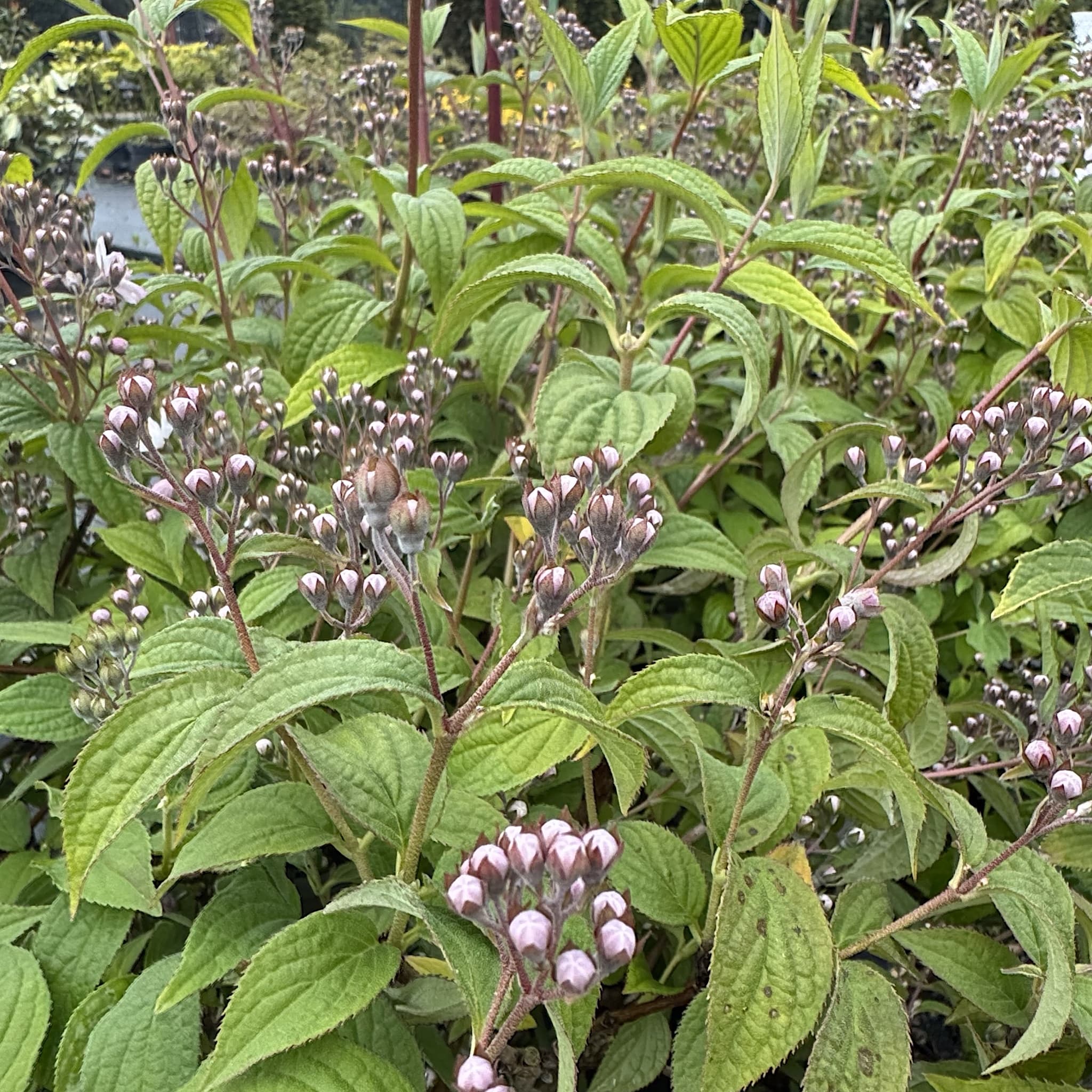 Deutzia hybrida 'Mont Rose'