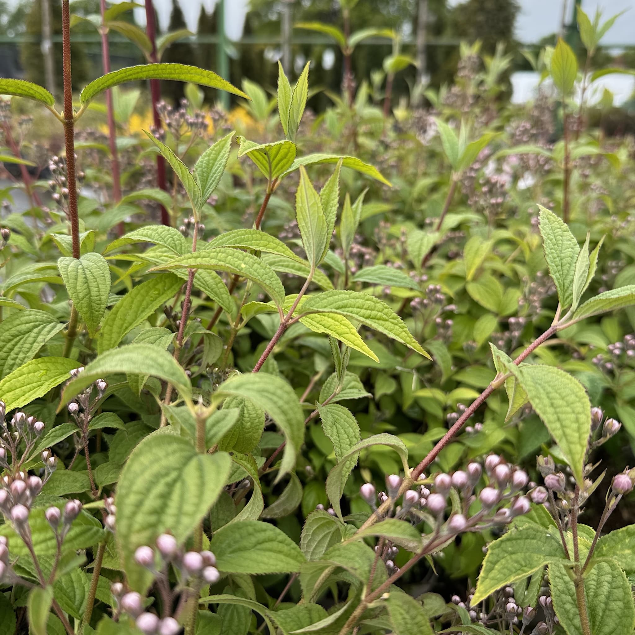 Deutzia hybrida 'Mont Rose'