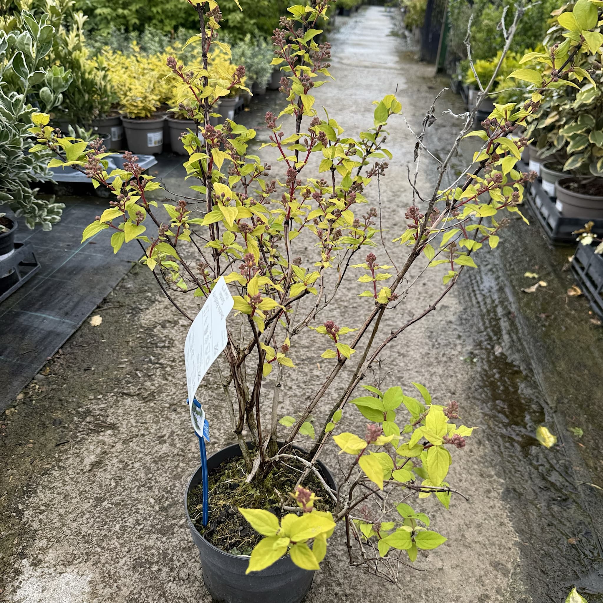 Deutzia 'Raspberry Sundae'