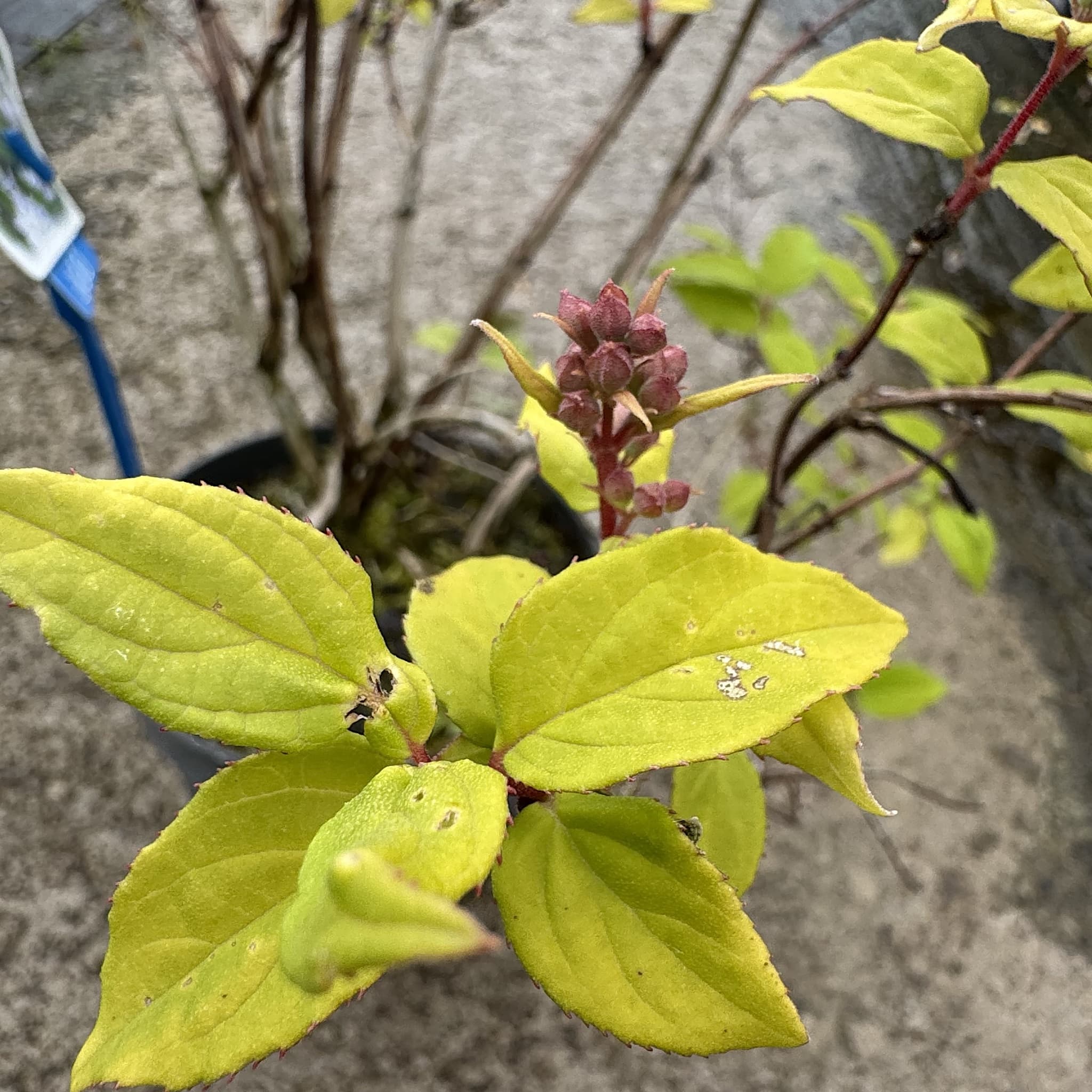 Deutzia 'Raspberry Sundae'