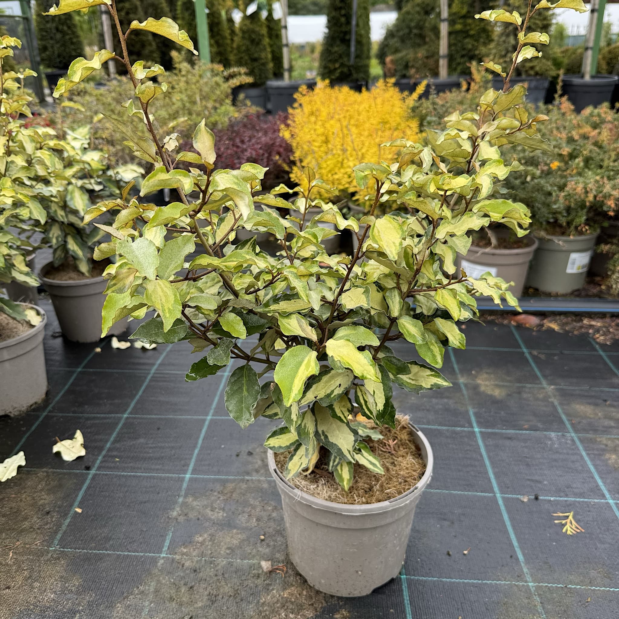 Elaeagnus x ebbingei 'Maryline'