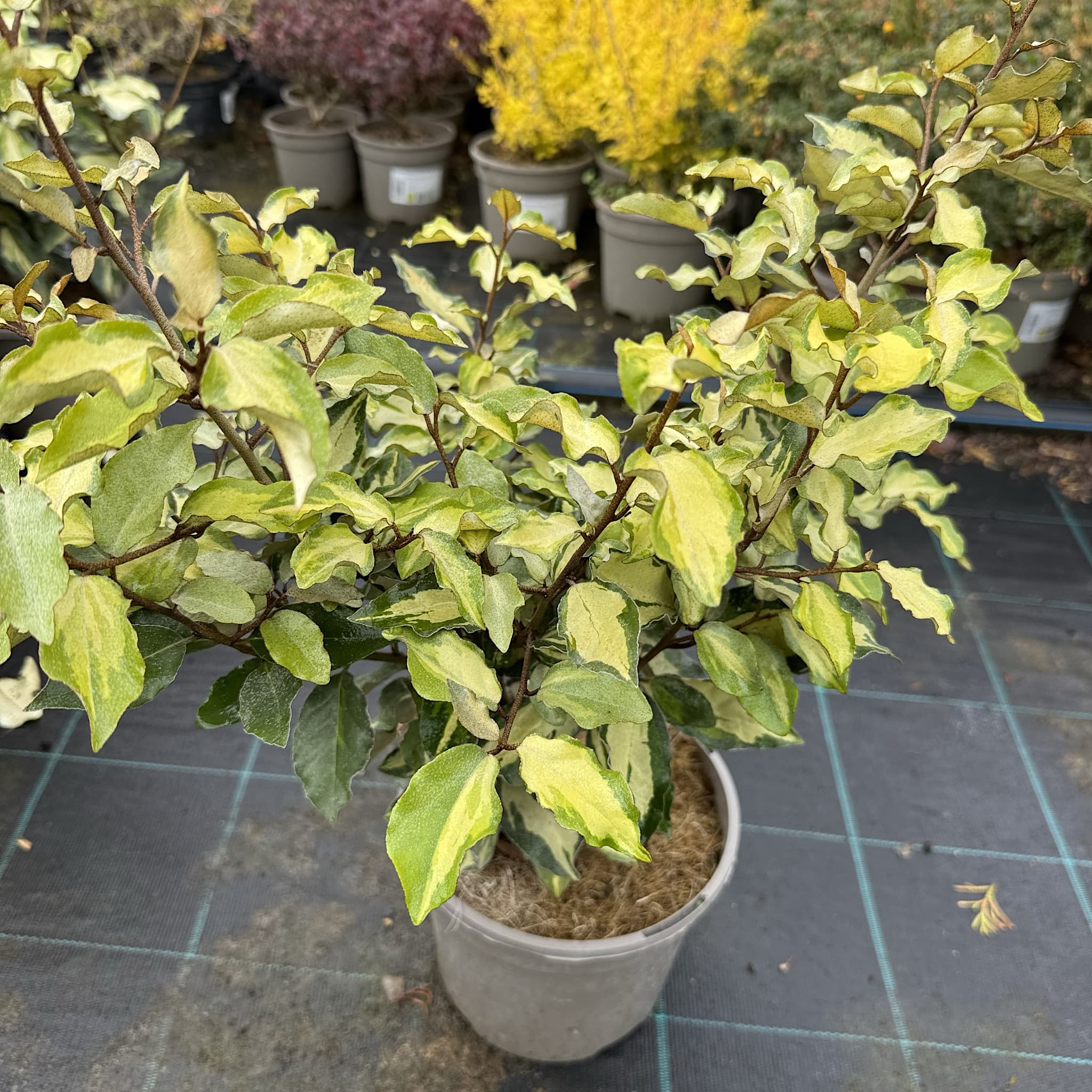 Elaeagnus x ebbingei 'Maryline'