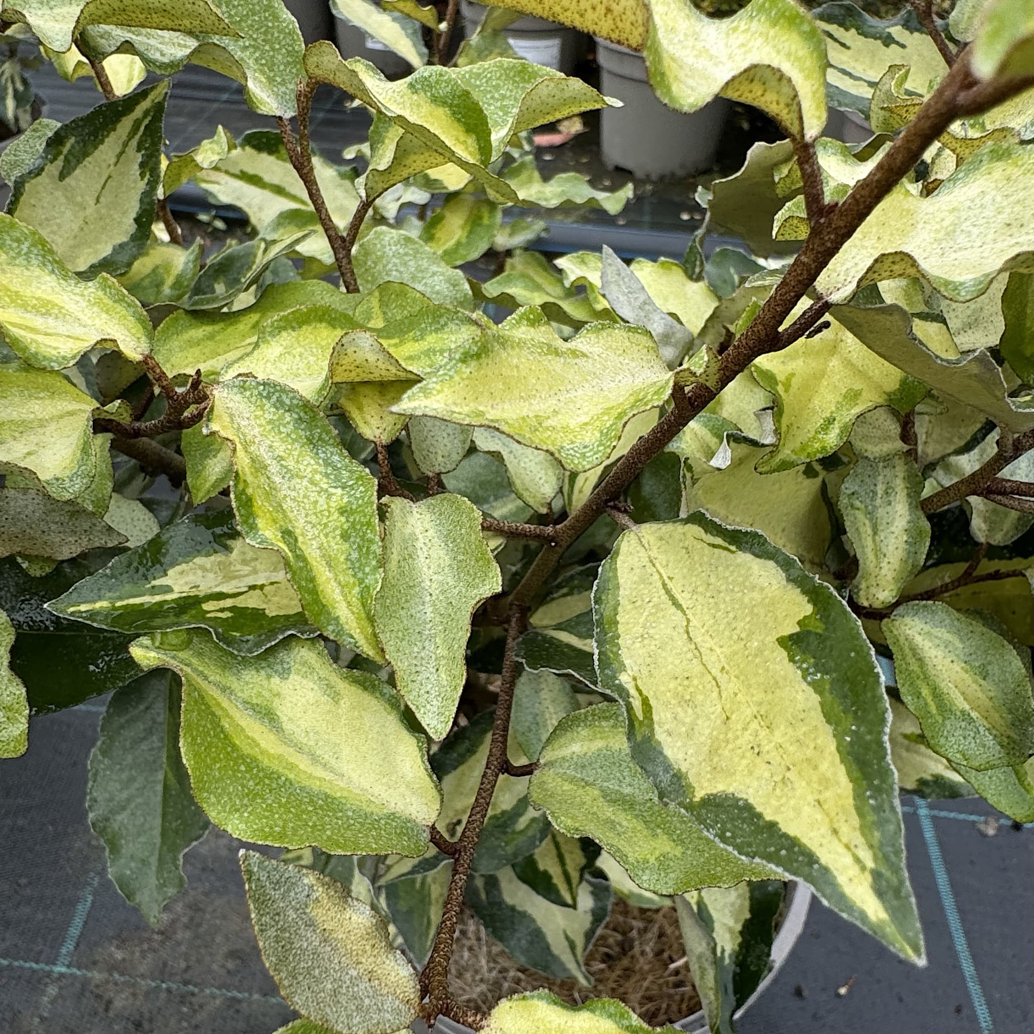 Elaeagnus x ebbingei 'Maryline'