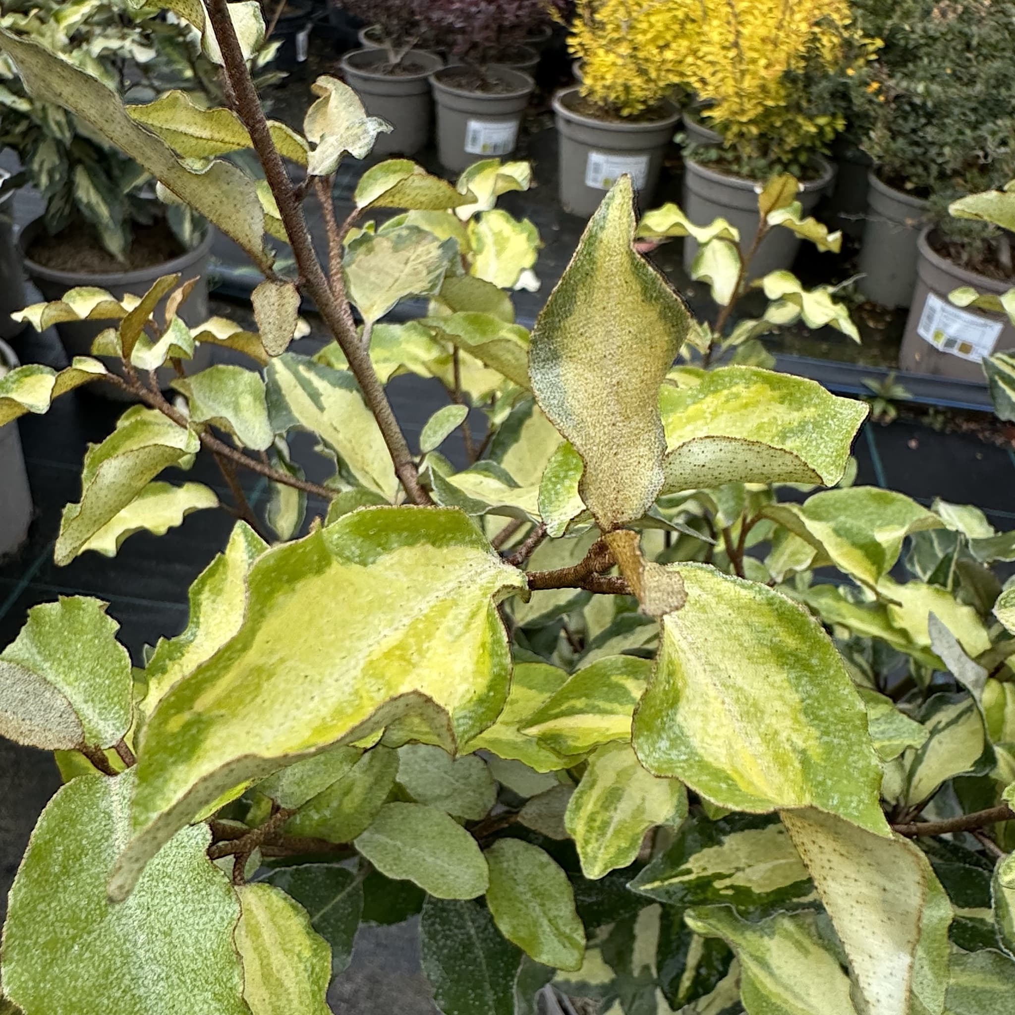 Elaeagnus x ebbingei 'Maryline'