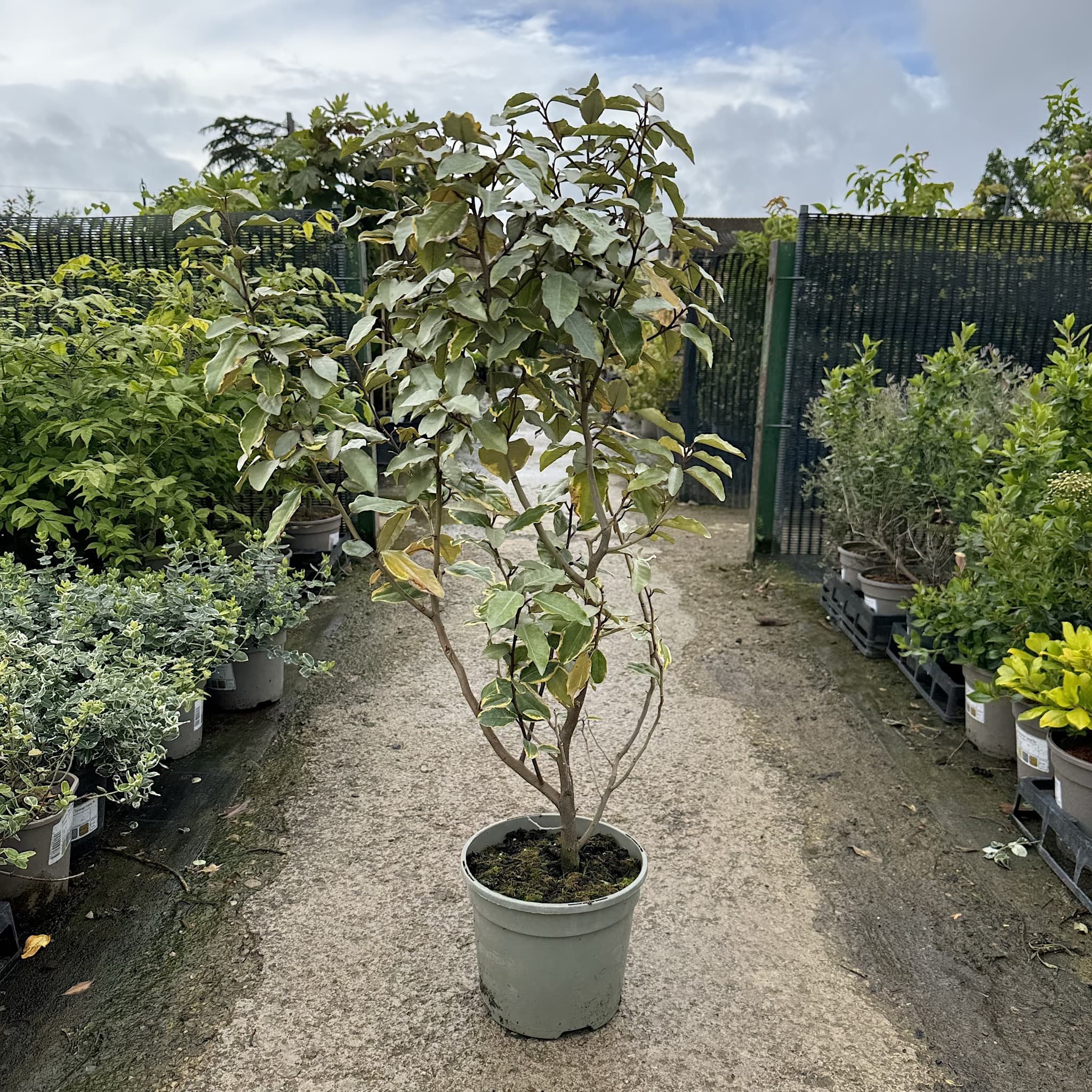 Elaeagnus x ebbingei 'Viveleg'
