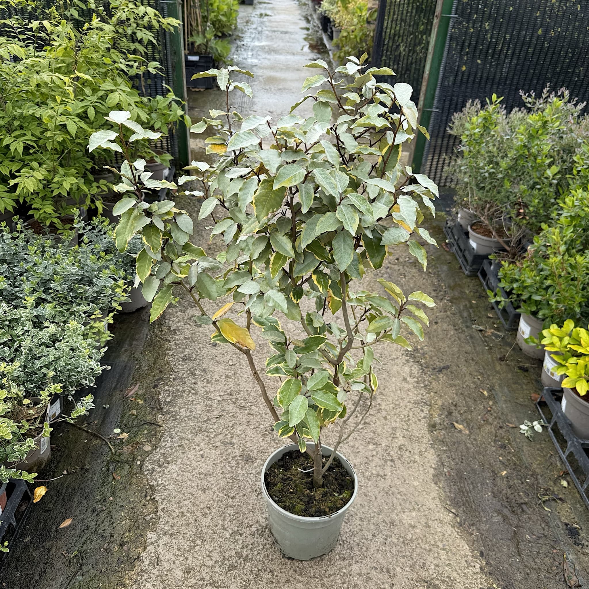 Elaeagnus x ebbingei 'Viveleg'
