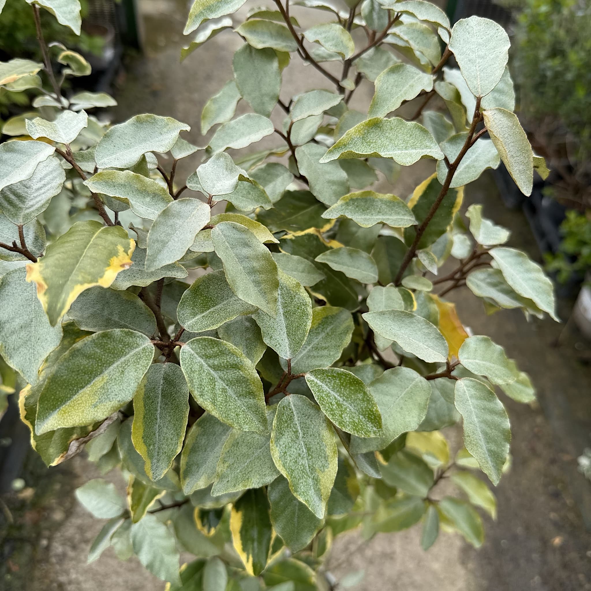 Elaeagnus x ebbingei 'Viveleg'