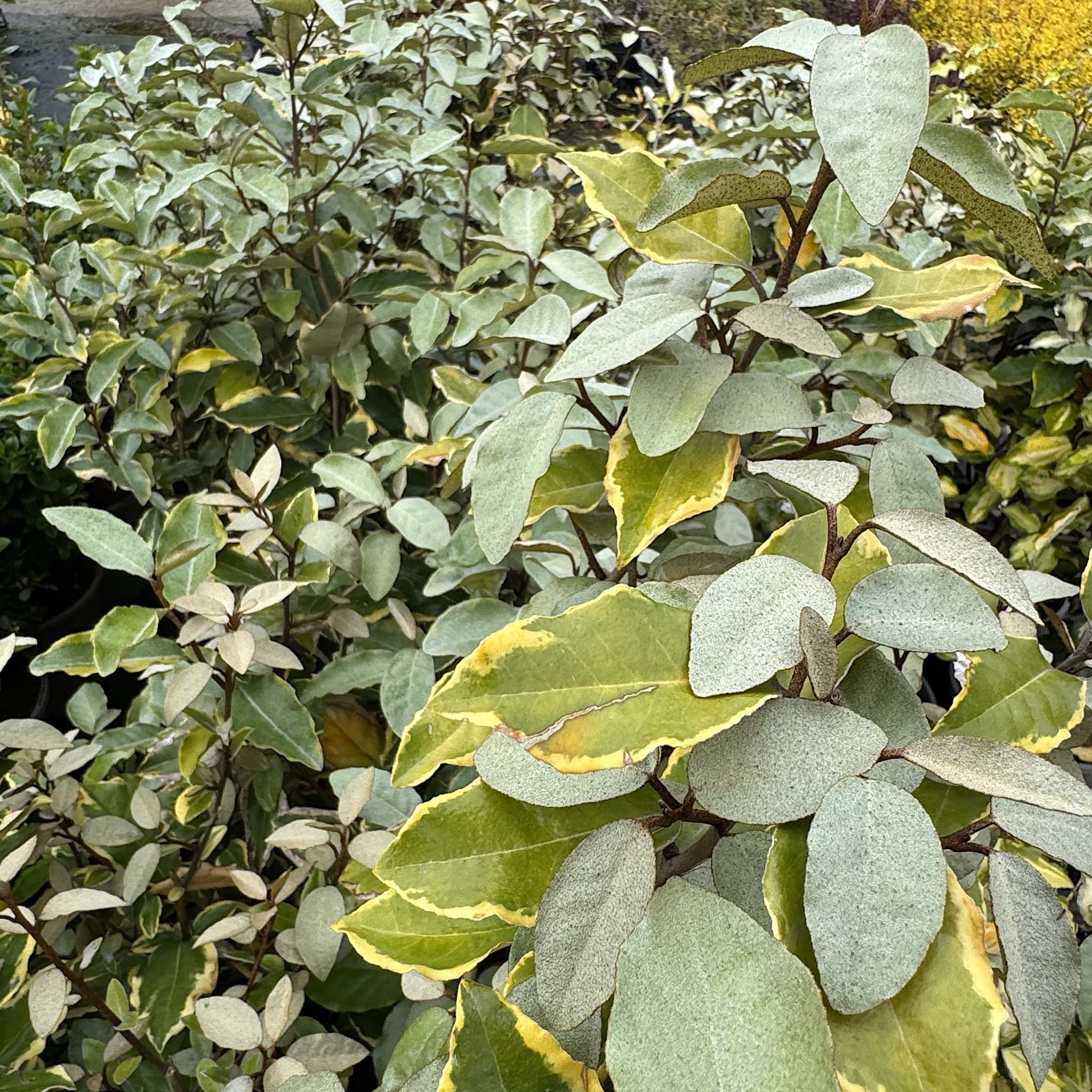 Elaeagnus x ebbingei 'Viveleg'