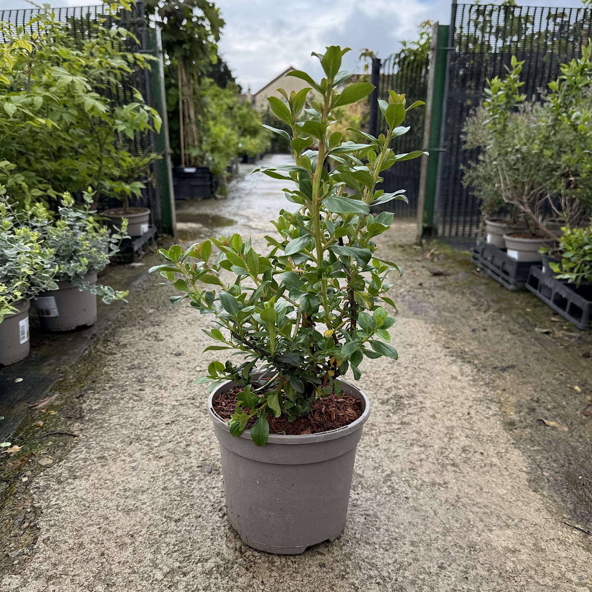 Escallonia 'Apple Blossom'