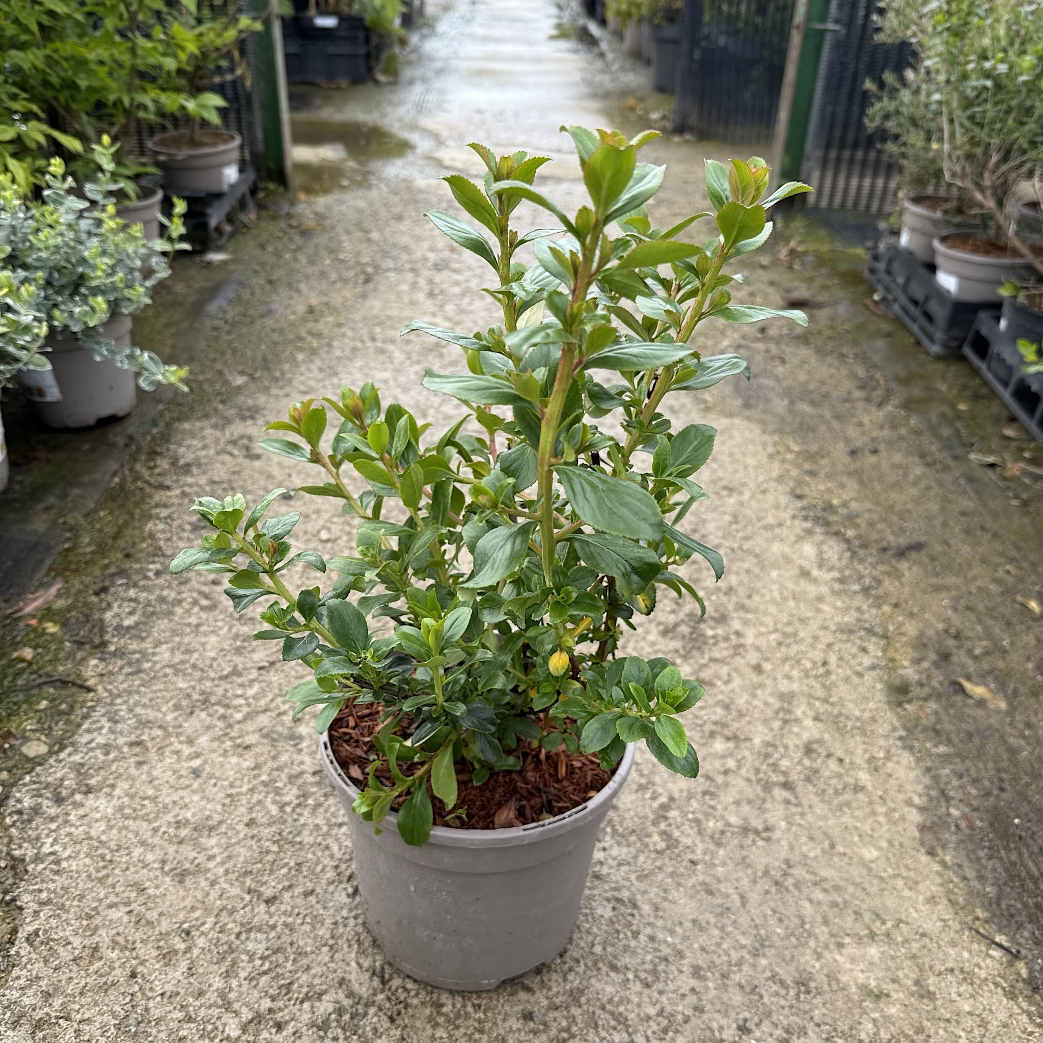 Escallonia 'Apple Blossom'