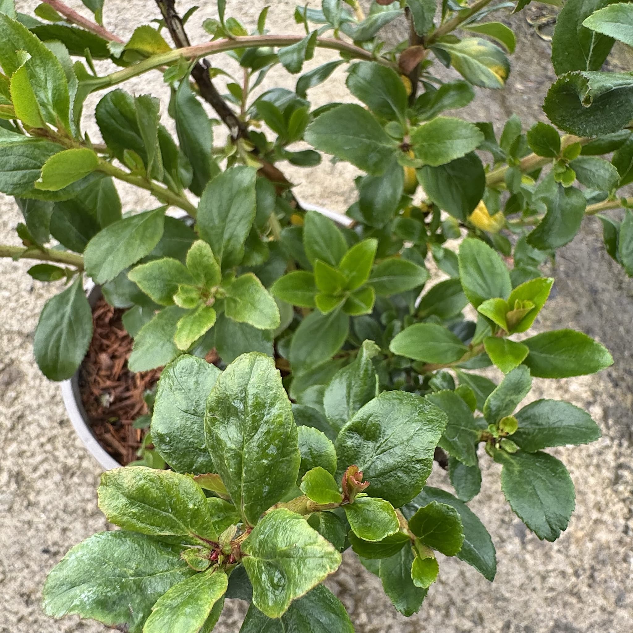 Escallonia 'Apple Blossom'