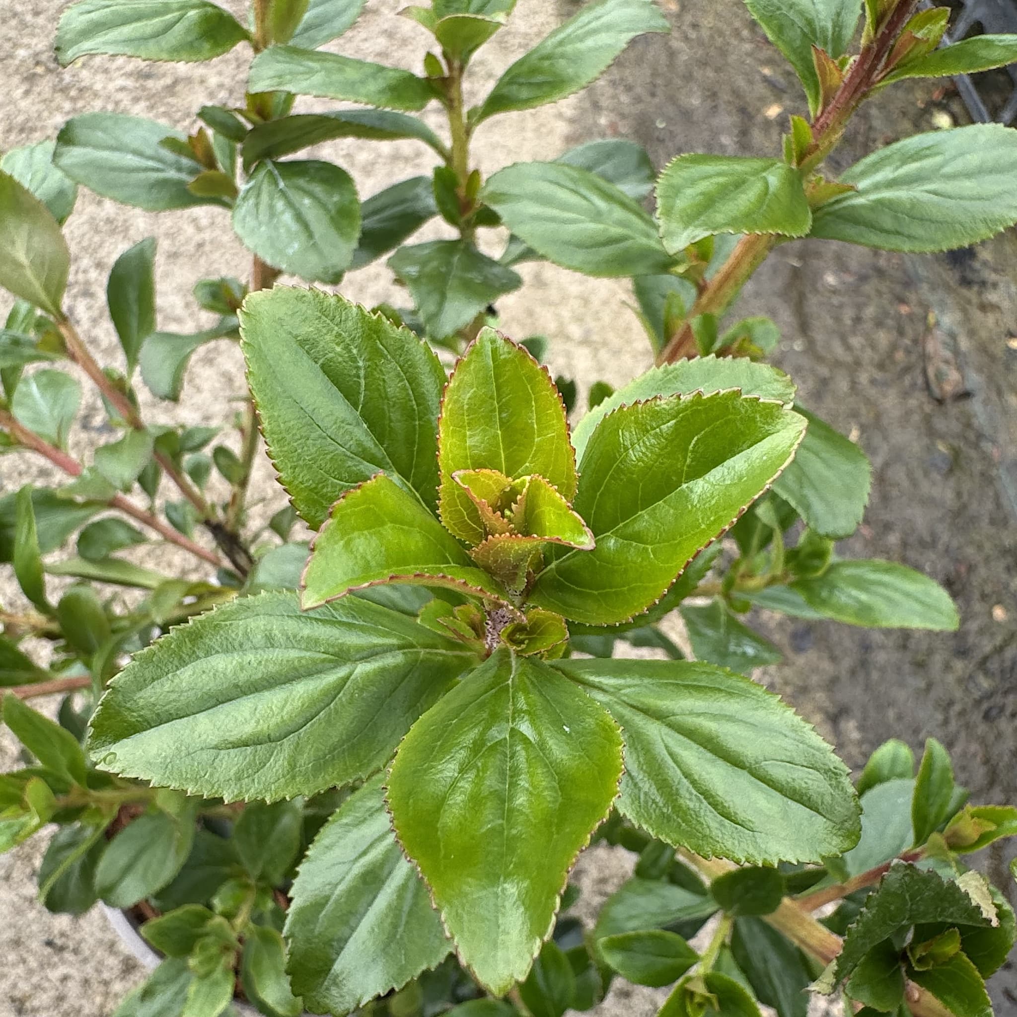 Escallonia 'Apple Blossom'