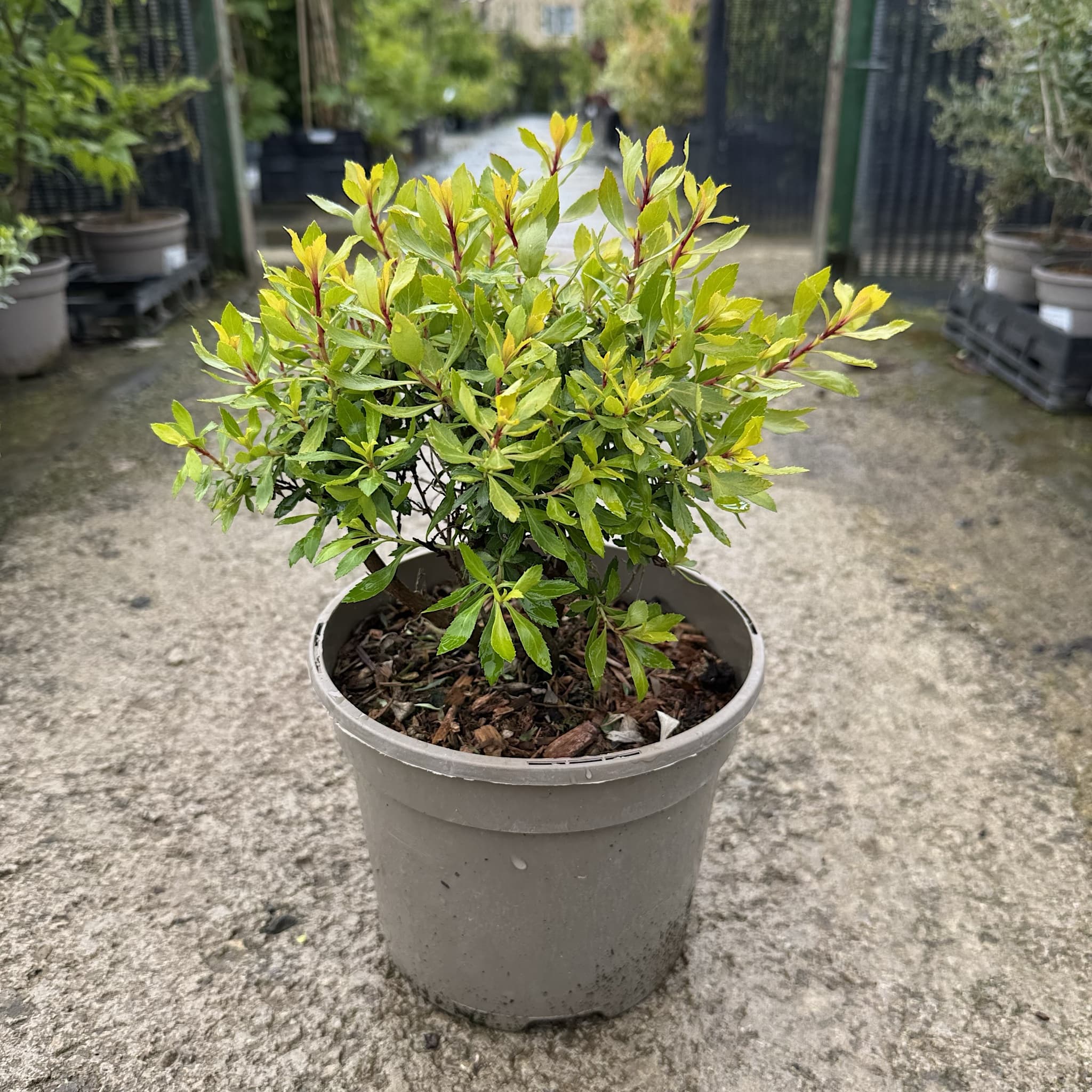 Escallonia ‘Golden Carpet'
