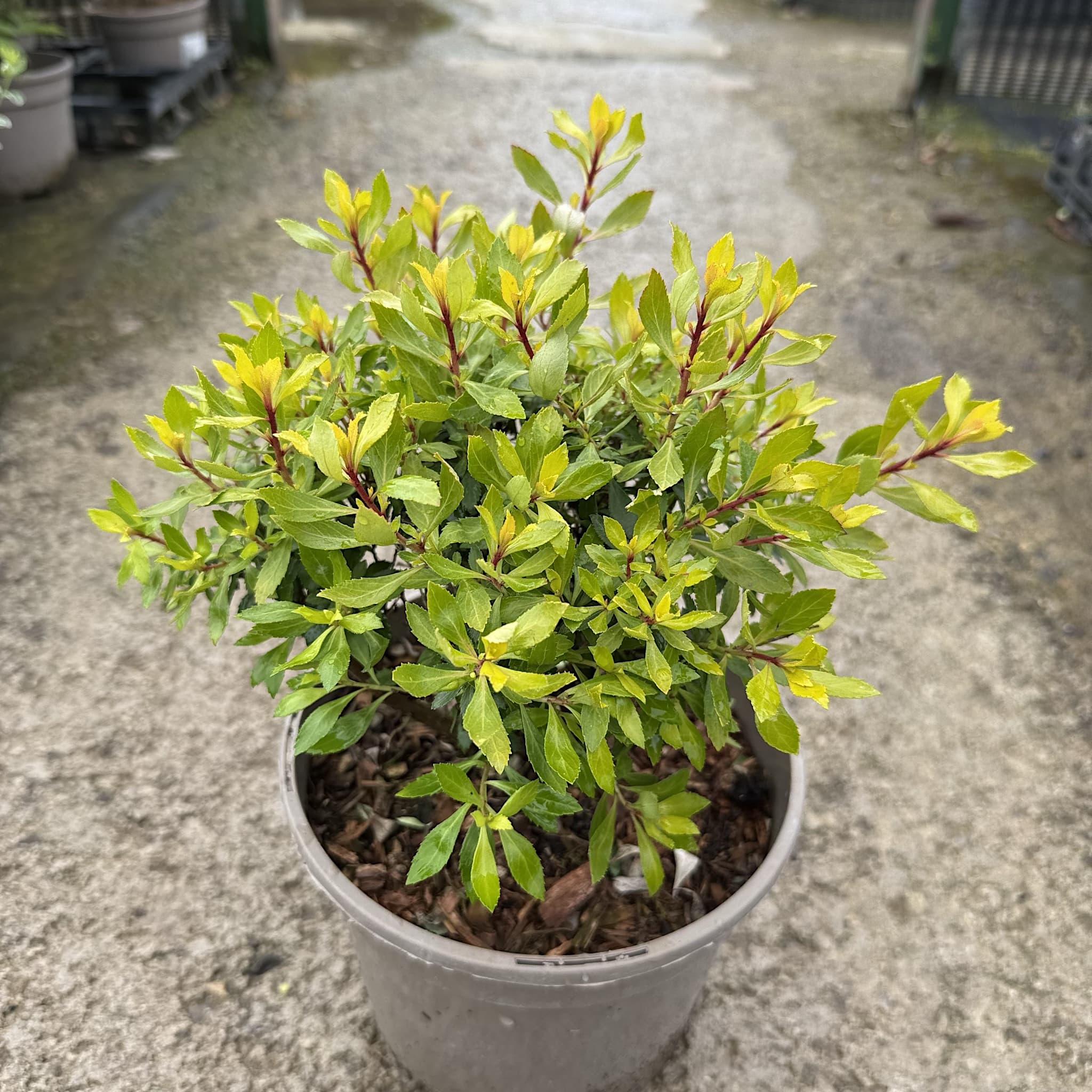 Escallonia ‘Golden Carpet'