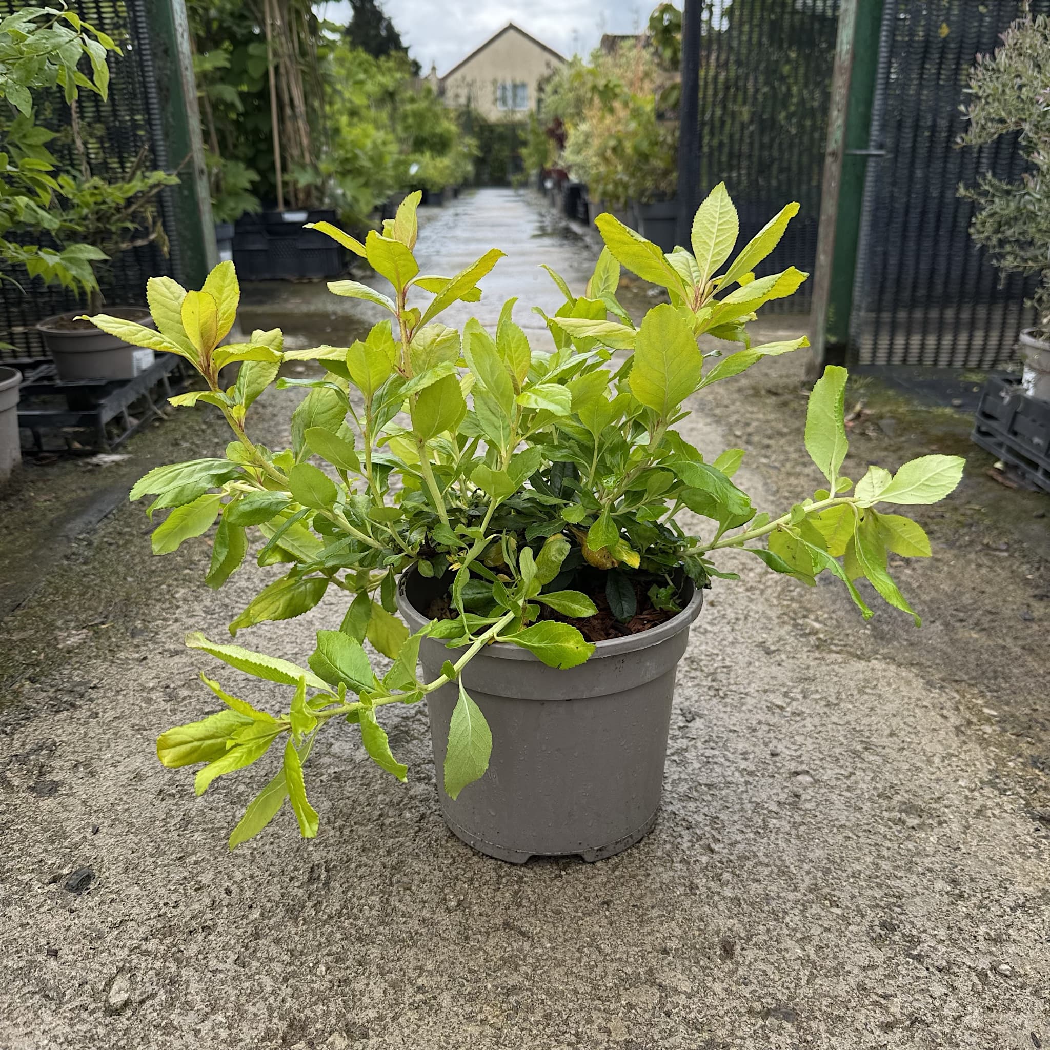 Escallonia 'Gold Ellen'