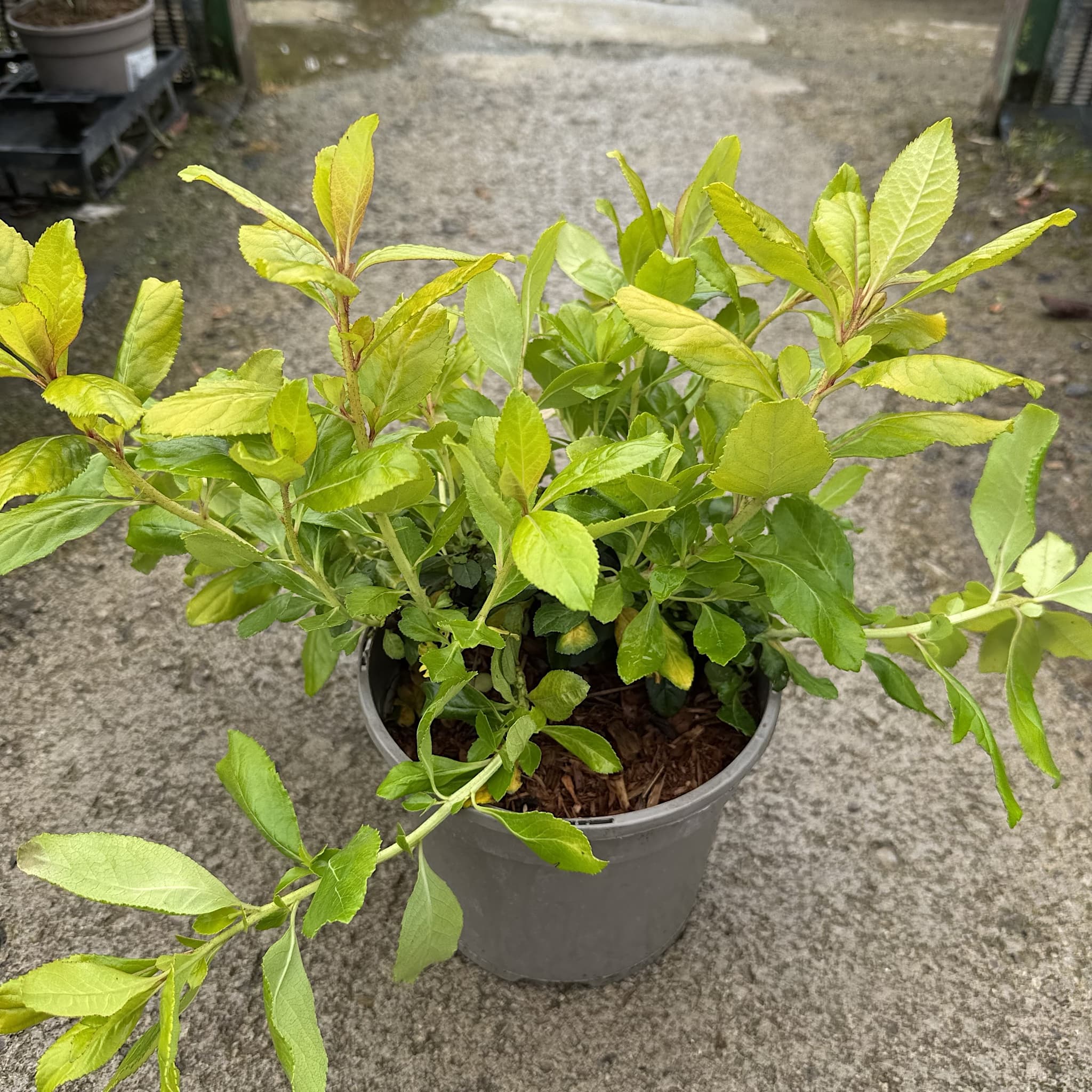 Escallonia 'Gold Ellen'