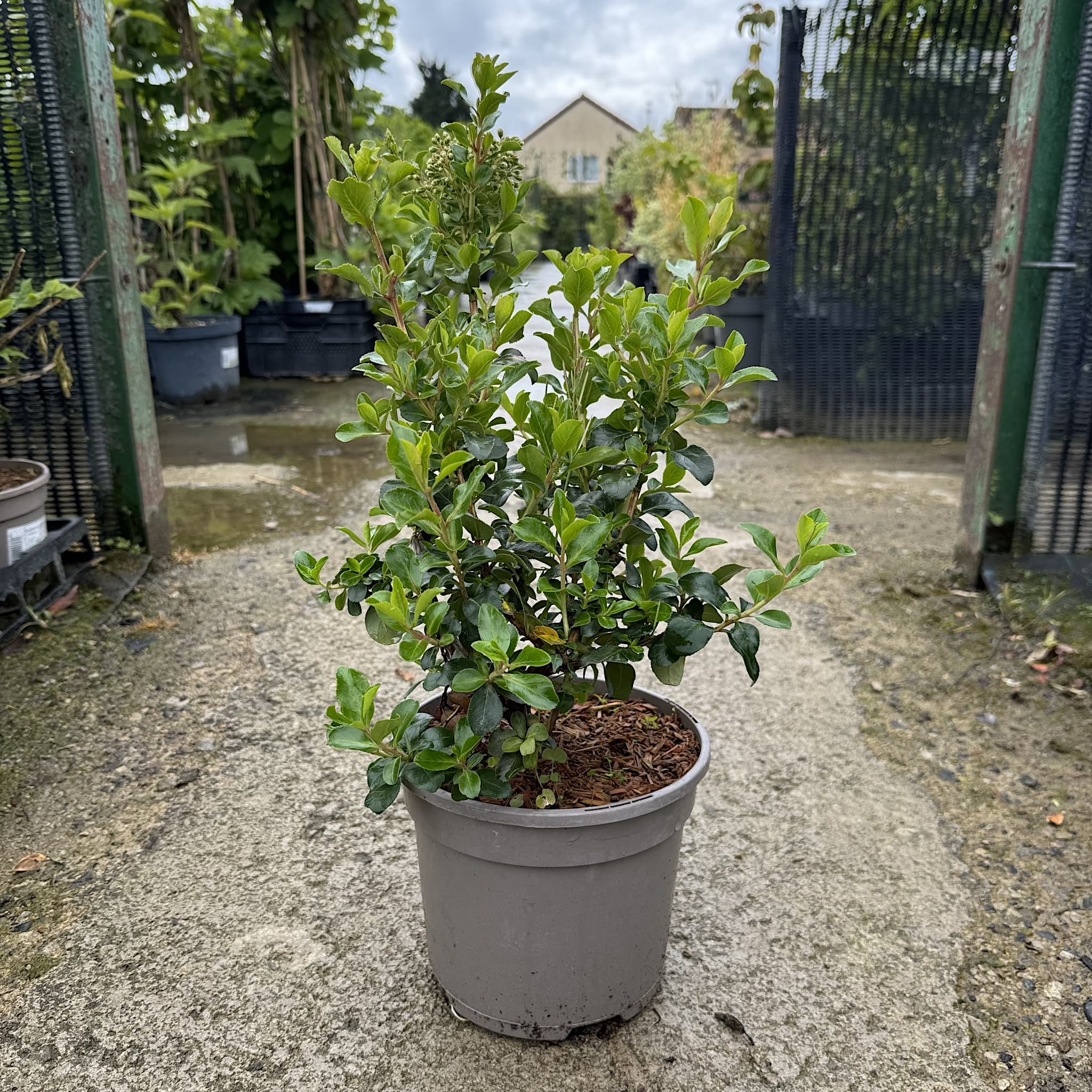 Escallonia ‘Iveyi'